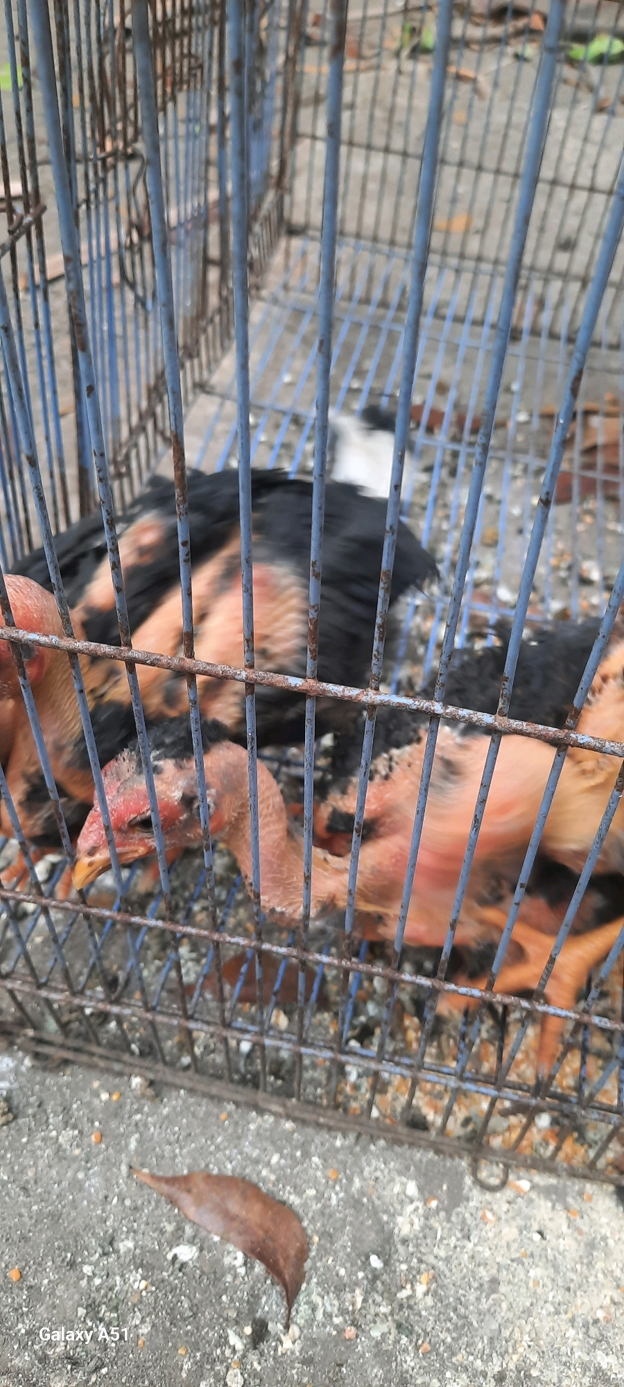In the city of Jatitengah, Indonesia, a close-up shot reveals several young chickens inside a rusty blue wire cage. The chickens have sparse, light-colored feathers with patches of darker plumage, particularly on their backs. Their heads are mostly bare, with visible red skin around their eyes and beaks. One chicken in the foreground is particularly clear, with its head tilted slightly, displaying its yellow beak and red comb. The cage bars are visible throughout the frame, creating a grid-like pattern. The ground beneath the cage appears to be rough concrete, scattered with small debris, possibly seeds or feed, and a single dry, brown leaf lies in the lower left corner of the image. The overall impression is one of confinement, with the chickens appearing somewhat vulnerable within their enclosure.