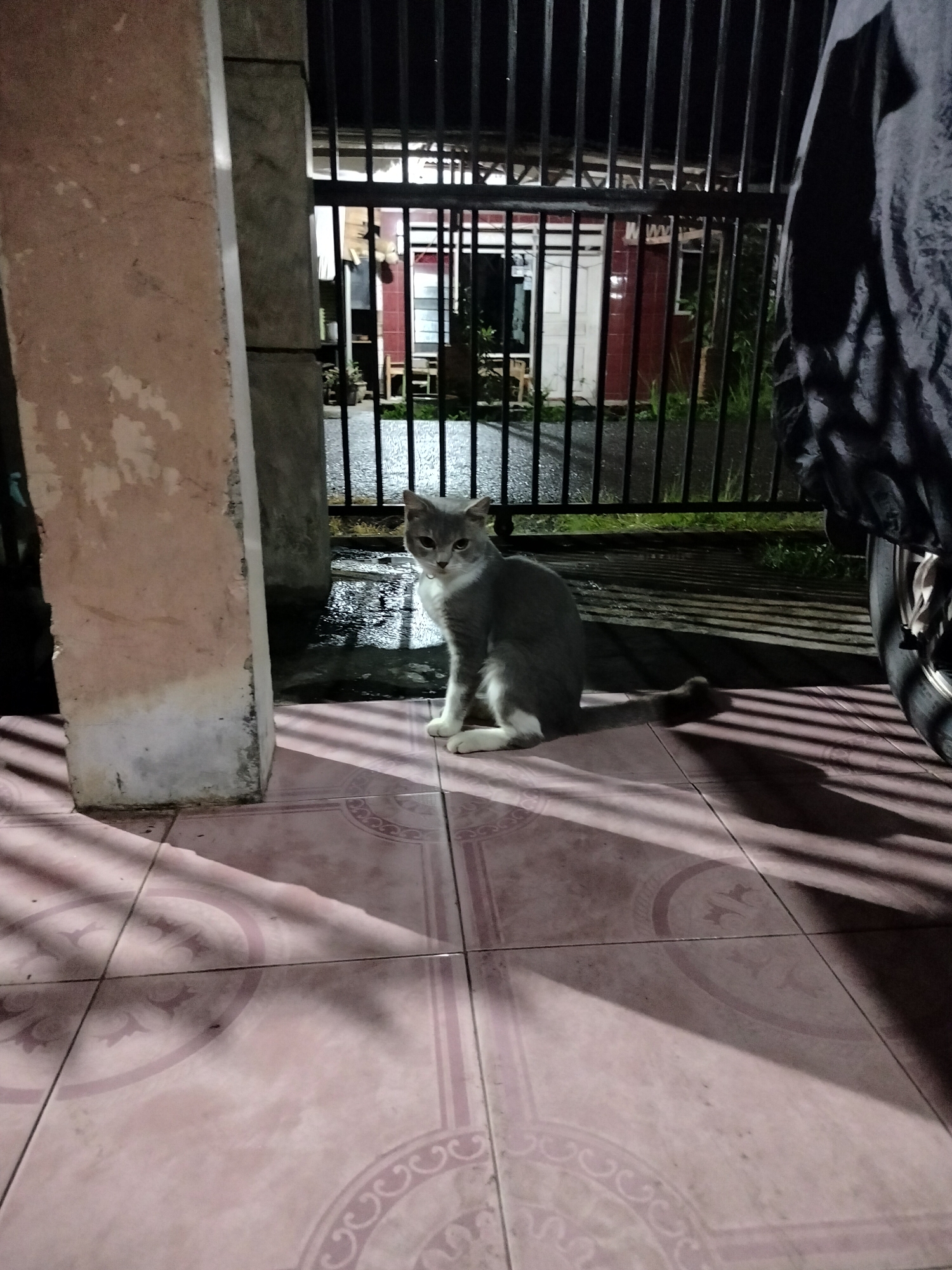 A grey and white cat is sitting on a tiled floor in front of a black metal fence. The cat is facing the camera with its tail curled around its body. Behind the fence, a building with red and white walls and a dark roof is visible. The ground outside the fence appears wet, suggesting recent rain. The image is taken at night, with shadows cast by the fence on the tiled floor. To the right of the cat, a portion of a black tarp-covered object, possibly a vehicle, is visible. The scene appears to be an outdoor area of a residential property.