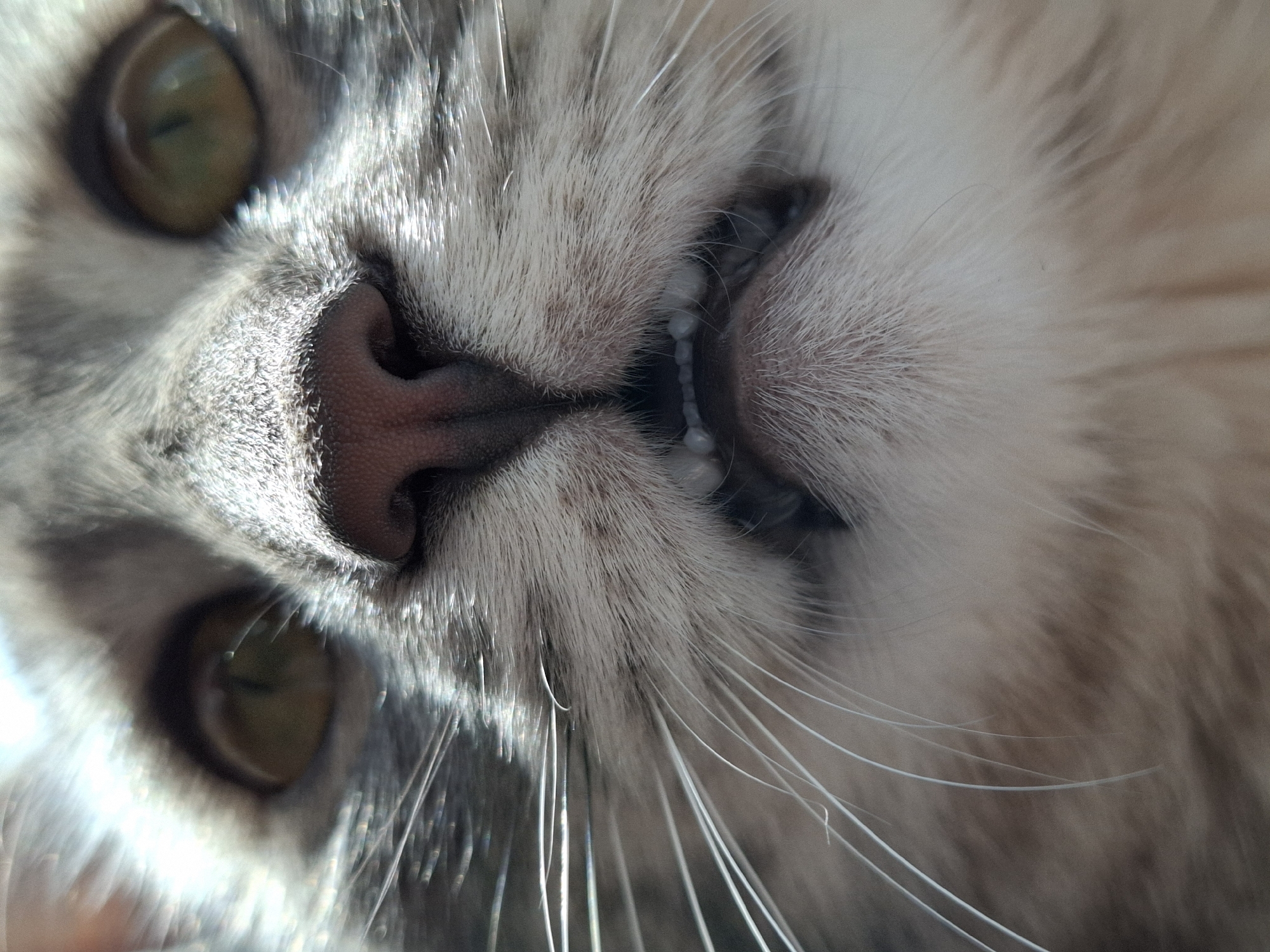 The image displays a close-up, low-angle view of a grey and white tabby cat's face. The feline subject has prominent green-brown eyes with dark pupils and a pinkish-brown nose. Long, white whiskers extend from its muzzle. The cat's mouth is slightly open, revealing a row of small, white lower incisor teeth. The fur around the eyes and muzzle is highlighted by a light source, emphasizing texture. The background is completely out of focus, rendering any environmental details indistinct. No visual markers within the image indicate a specific geographical location, such as Novi Sad, Serbia.