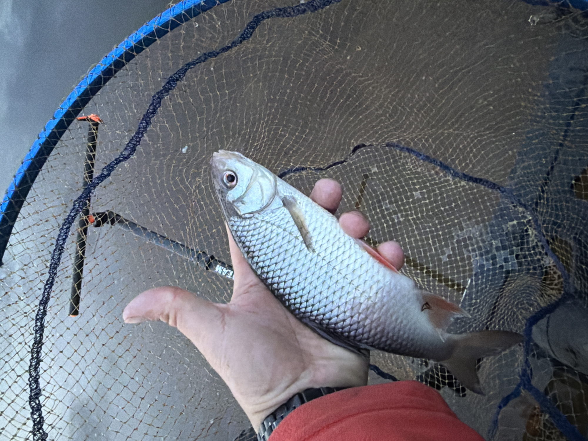 A hand holds a silver fish with red fins inside a fishing net with a blue frame. The fish is lying on its side, and the hand is pale with a wristwatch visible. The fishing net is mesh and appears to be wet. The background is a neutral gray color. The location is not discernible from the image.
