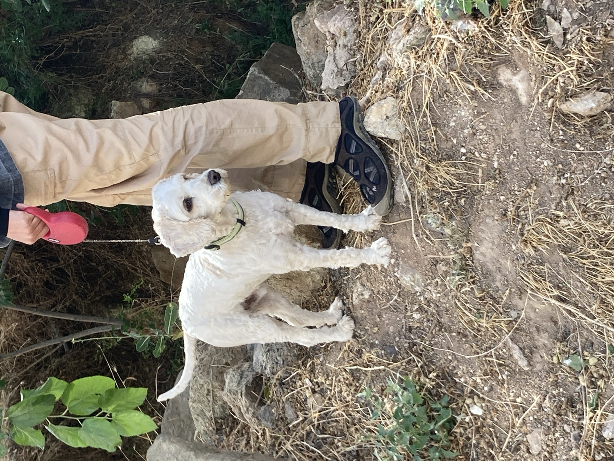 A white poodle mix dog on a leash stands on rocky, dry ground next to a person wearing beige cargo pants and dark sandals. The person's right hand, holding a red retractable leash handle, is visible near the top right of the frame. The dog is looking to the right. Behind the dog and person is dense, dry vegetation and some rocks. The scene appears to be outdoors, possibly on a trail. The location is identified as Avanos İlçe Merkezi, Turkey.