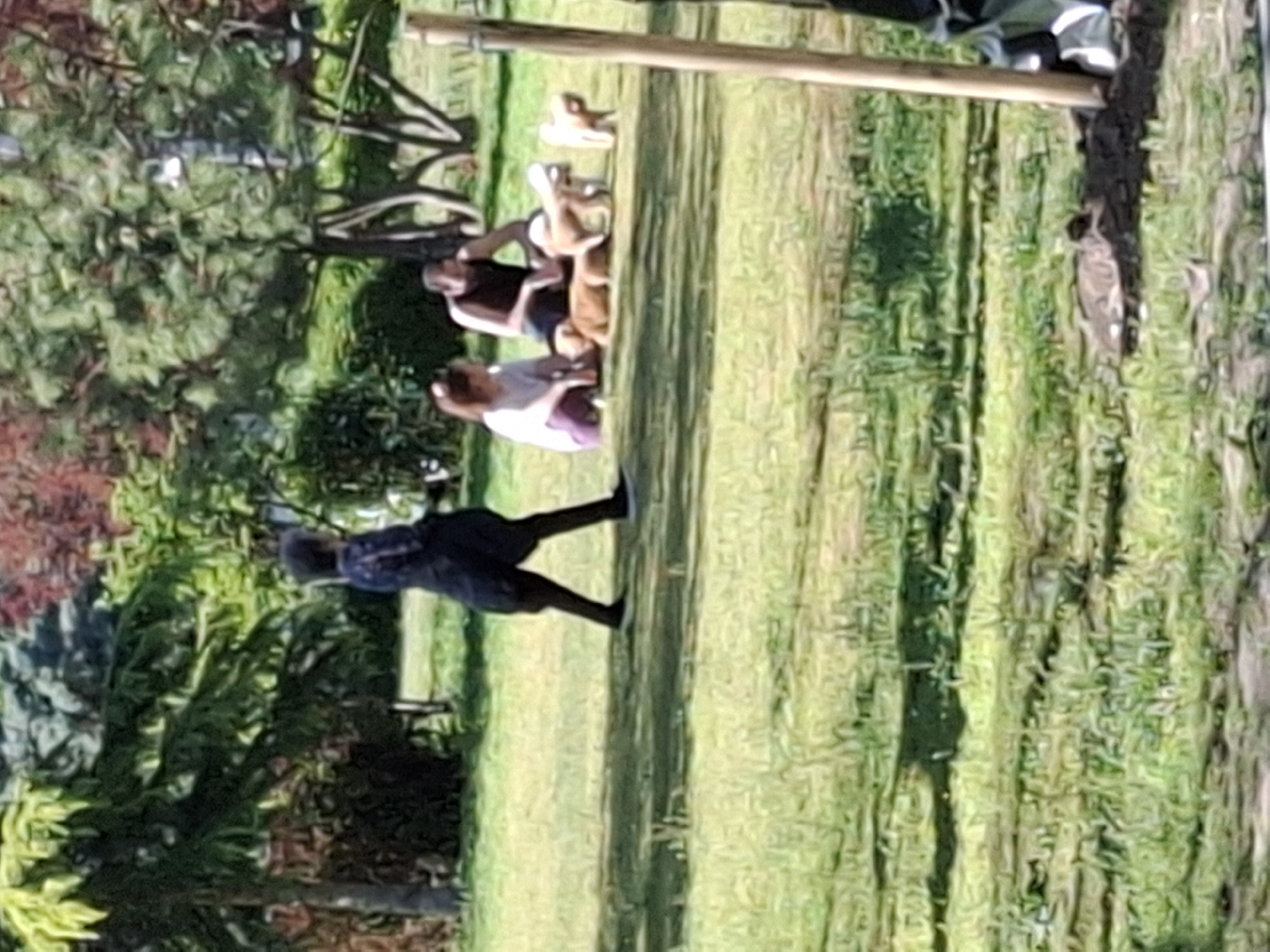 The image depicts an outdoor scene in what appears to be a park or grassy area. Several people are present. In the background, three people are sitting together, possibly picnicking. In the foreground, an individual is walking. There is a tree with visible branches on the left side of the image, and the ground is covered in grass. The image is in focus, but the quality is somewhat degraded. The location, if in Plovdiv, Bulgaria, is not readily identifiable from the visual content alone.
