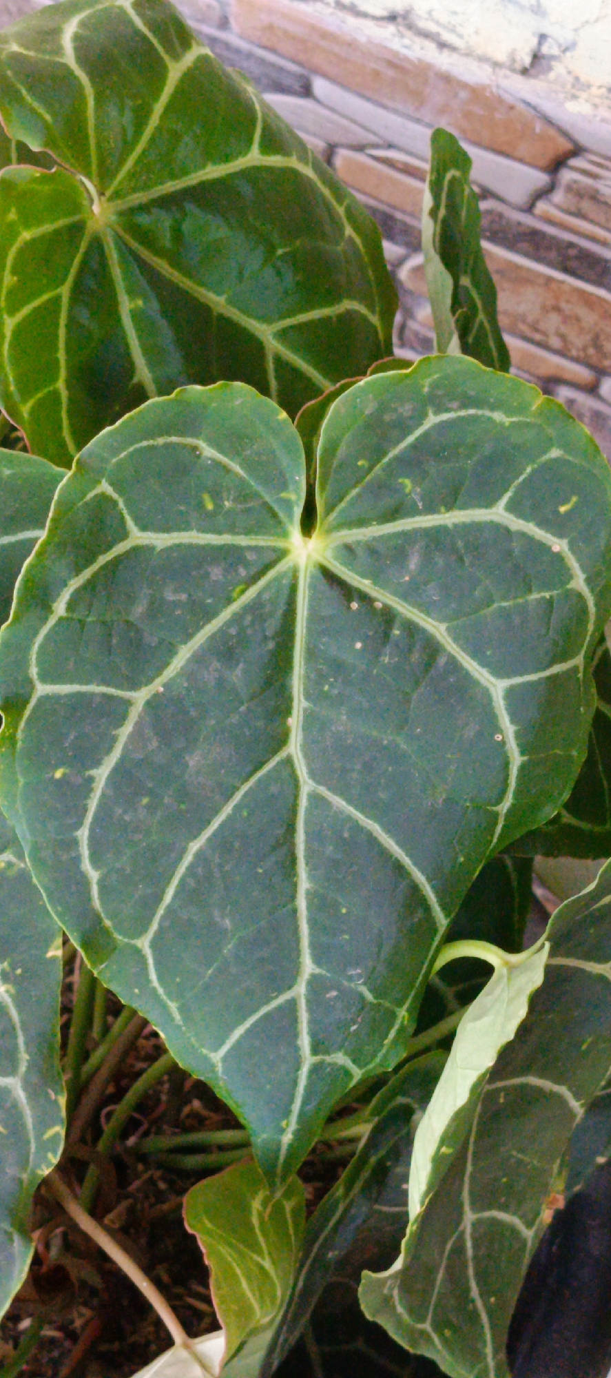 The image is a close-up, portrait-oriented photograph of large, heart-shaped, dark green leaves with prominent light green veins. The leaves appear to be from a tropical plant, possibly an Anthurium, and are slightly dusty. In the background, a wall constructed of brick or stone in varying shades of brown, beige, and gray is visible. The scene is located outdoors in Pasi Rawa, Indonesia, suggesting a natural or garden setting within a residential or urban area. There are no people or animals present in the image.