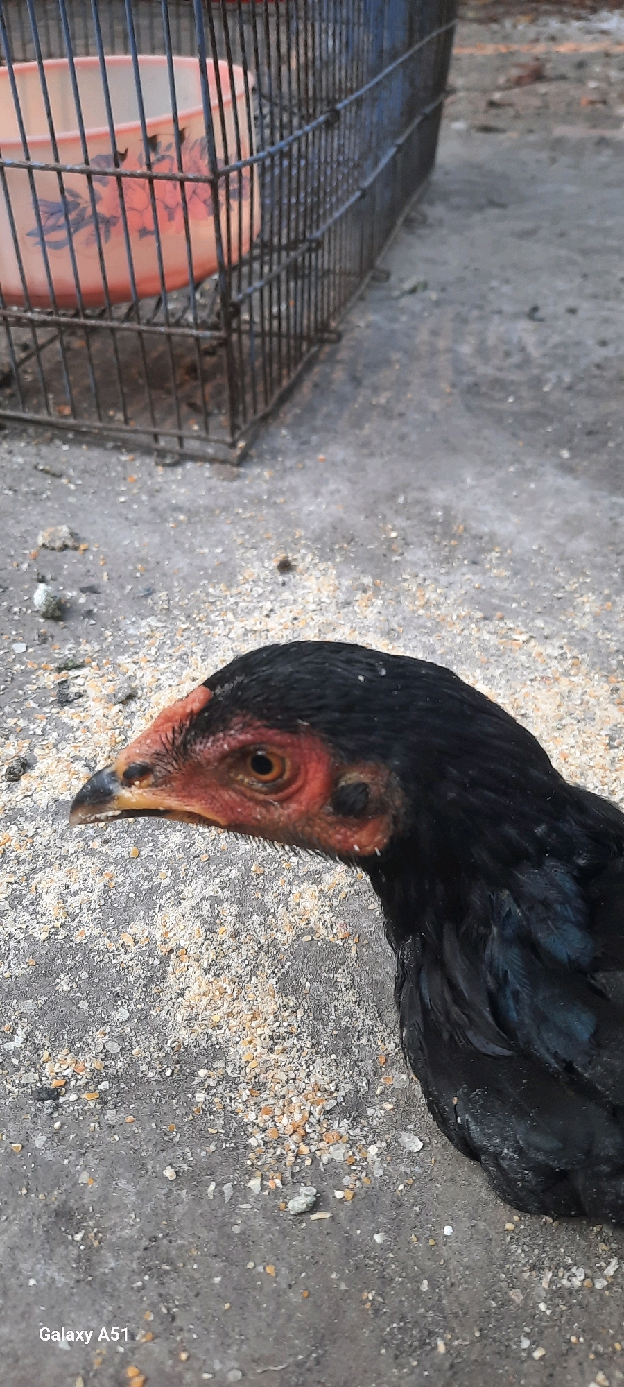 A black chicken with a red face and yellow eye is shown in profile, facing left. It is standing on a gray, pebbly ground covered with scattered grains. In the background, a metal cage with a pink, floral-patterned bowl is visible. The scene appears to be outdoors, possibly in a rural area. The image is dated as taken in Jatitengah, Indonesia.