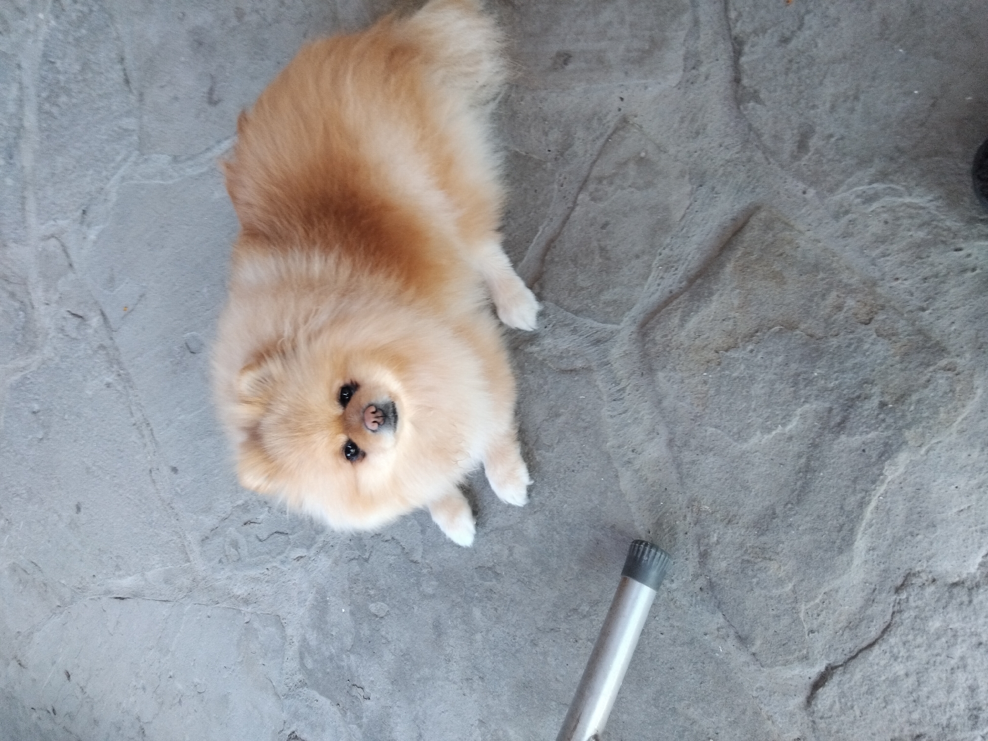 A fluffy, light brown Pomeranian dog is lying on a grey, stone-tiled floor. The dog is facing the camera, with its paws extended forward. Its eyes are dark and round, and its nose is a light pinkish-brown. To the lower left of the dog, a silver metal rod with a grey rubber end is visible on the floor. The background is the grey stone tiling, which appears to be outdoors, possibly in a courtyard or patio area. The scene does not provide enough information to determine its specific location in Apriltsi, Bulgaria, or any other city.