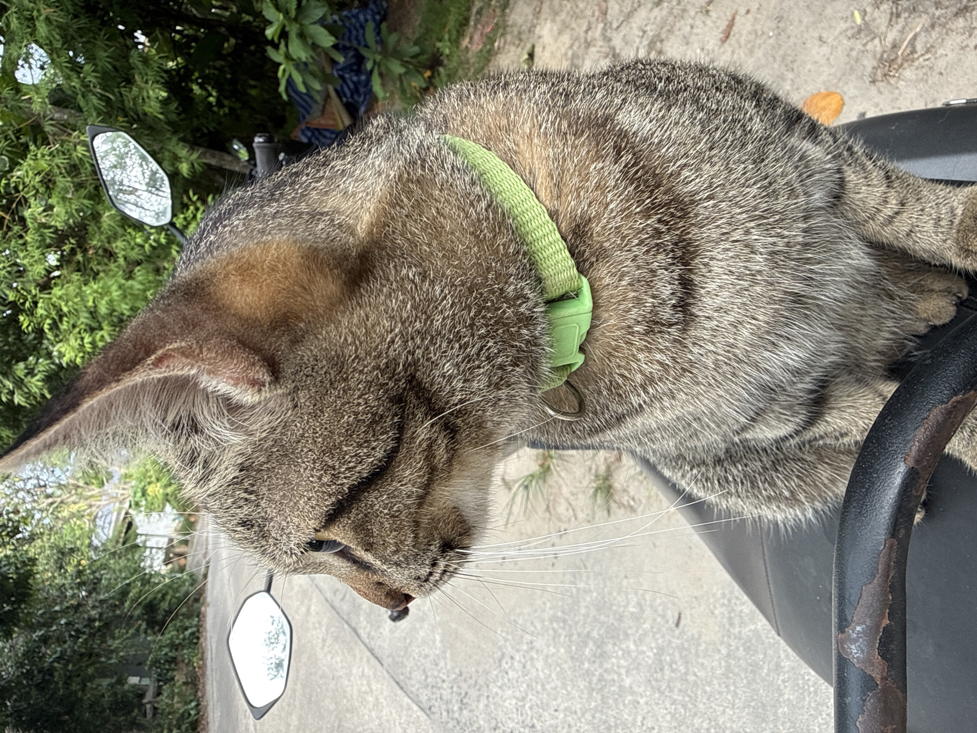 A tabby cat with a green collar is resting on a dark motorcycle seat. The cat's fur is a mix of brown, gray, and black stripes. It is looking down and to its left, with its whiskers fanned out. The scene appears to be outdoors, possibly in a tropical setting given the lush green foliage visible in the background. The ground is a paved surface, suggesting a road or a driveway. There are reflections of trees and sky in a motorcycle mirror on the left side of the image. The lighting suggests it is daytime, with sunlight casting shadows. No people are visible. The location context is Koh Phangan, Thailand, which is known for its tropical climate and scenic beauty.