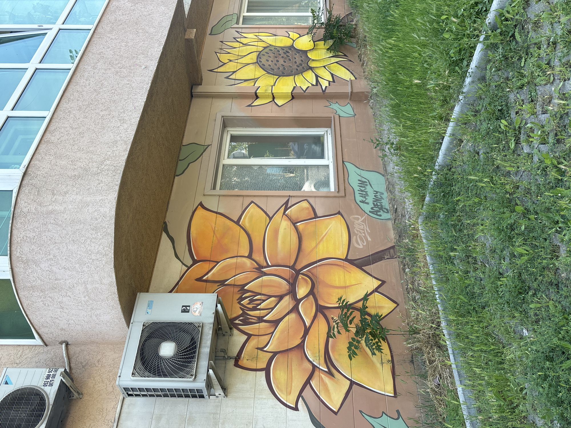 The image depicts a section of the exterior wall of a building in Varna, Bulgaria, adorned with vibrant graffiti art. Two large floral murals dominate the scene: a prominent orange flower on the left, and a yellow sunflower on the right. The building's wall is painted in a light brown hue. Visible are two air conditioning units mounted on the wall, one above the orange flower and another on the left side of the frame. White-framed windows are present on the wall, one positioned near the center and another to the right of the sunflower mural. The ground in front of the building is covered with lush green grass and some concrete paving stones. The overall environment suggests an urban setting.