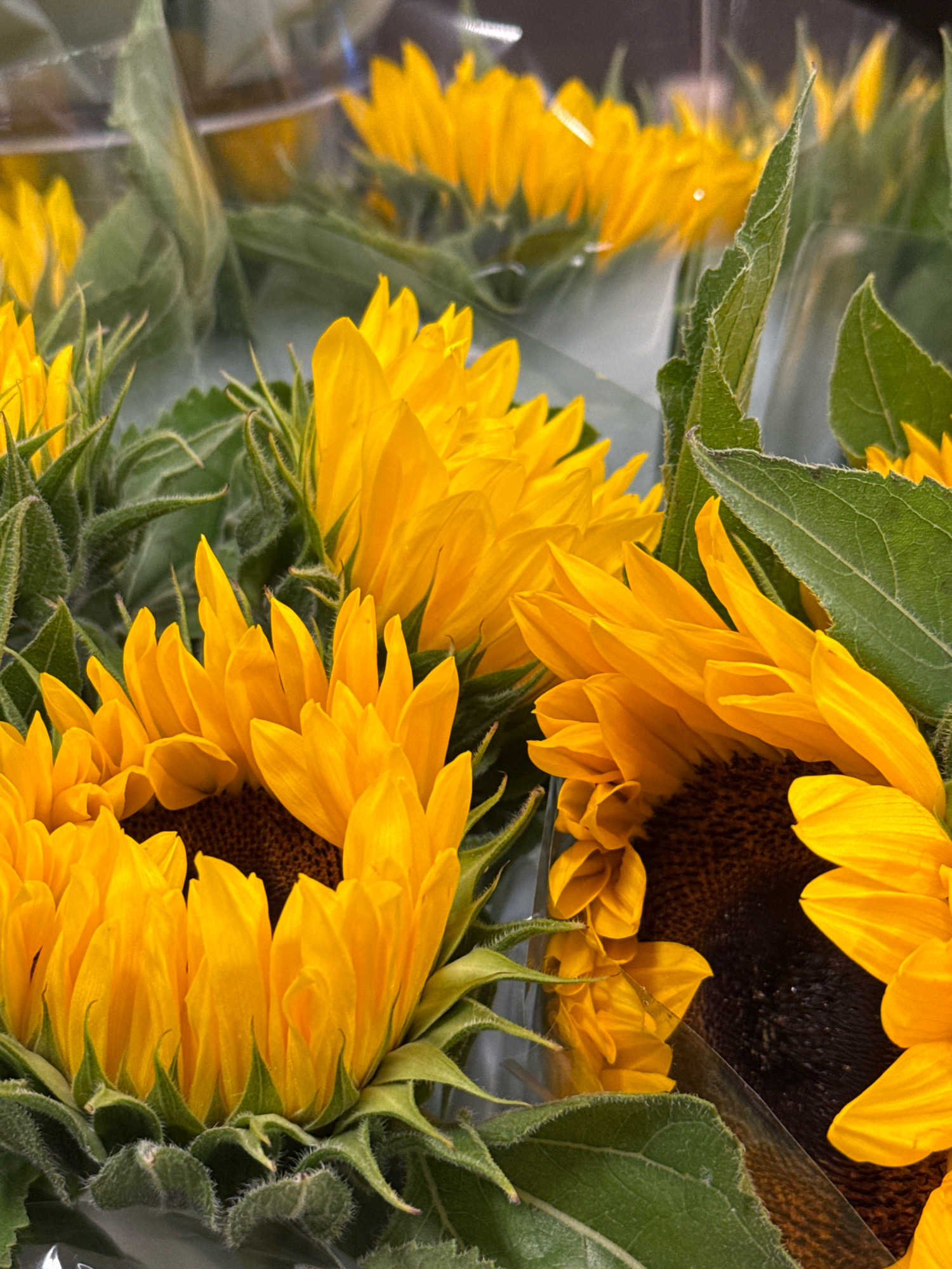 This is a close-up, eye-level, vertical shot of several bright yellow sunflowers. The flowers are arranged in a bouquet, possibly for sale, as they are partially wrapped in clear plastic. The foreground features the centers and petals of the sunflowers, with their dark brown seed heads visible. The green leaves and fuzzy stems of the sunflowers are also prominent. In the background, other sunflowers and their foliage are visible, slightly out of focus. The lighting is bright, highlighting the vibrant colors of the flowers. The image does not contain any people or indicate a specific location within Bad Lauterberg im Harz, Germany.