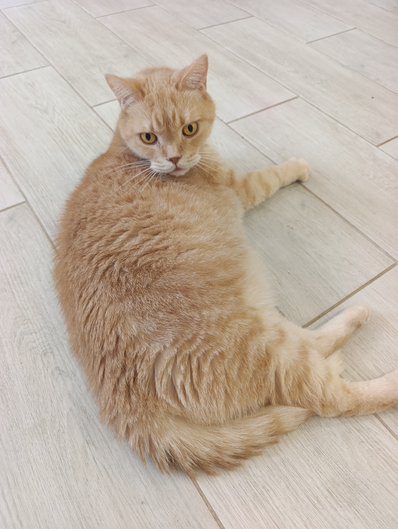 A ginger cat with yellow eyes is lying on a light-colored wooden floor. The cat is facing the camera and appears to be relaxed. Its body is mostly visible, with its paws extended. The floor has a wood grain pattern and is made of planks. The background is entirely composed of the floor. No people or other objects are present in the image.