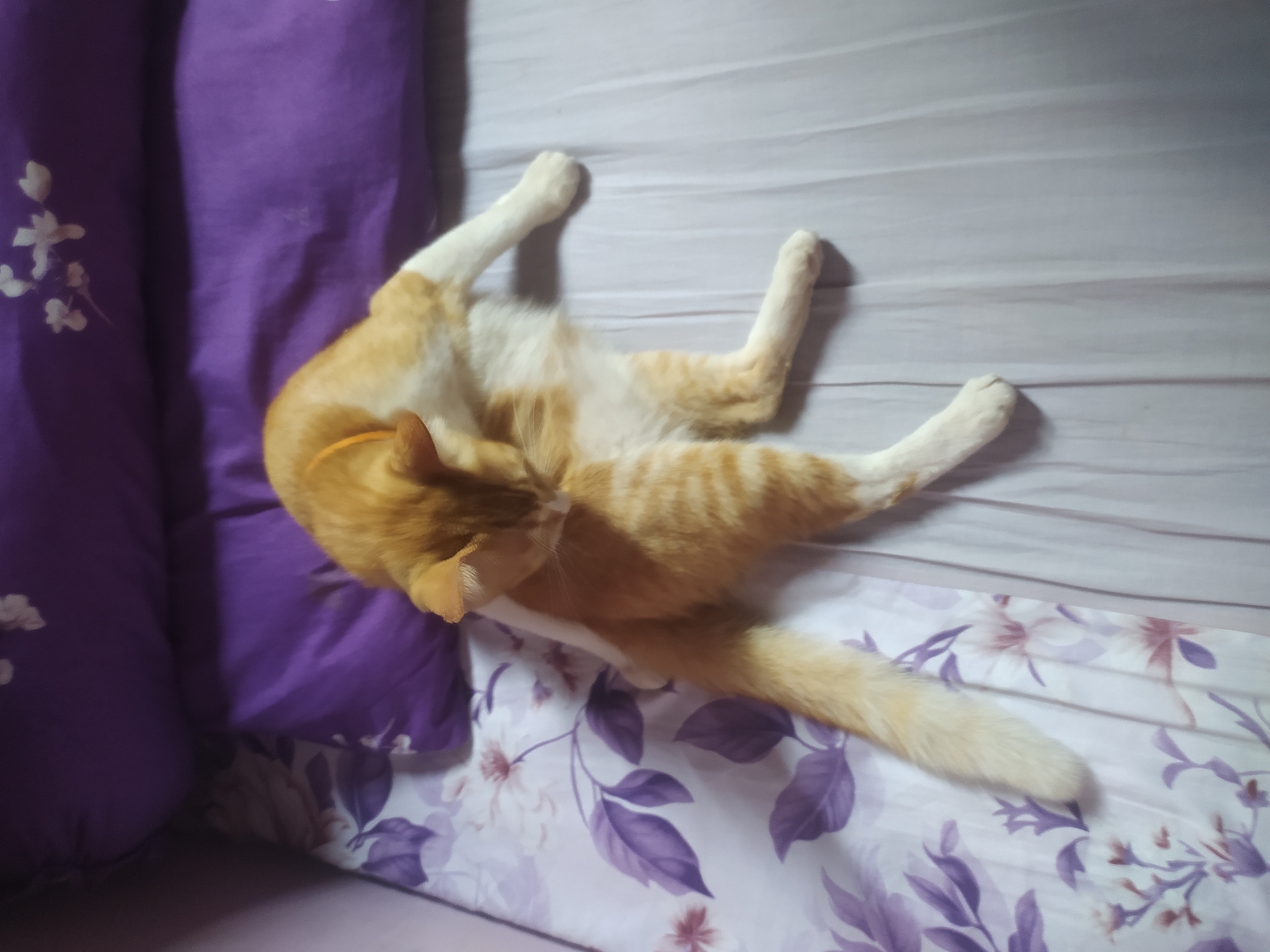 An orange and white cat is lying on a bed with floral-patterned sheets and purple pillows. The cat is grooming its fur with its tongue, curled up on its side. The bed is positioned in a room, likely a bedroom, with a wall visible on the left side. The overall scene is domestic and relaxed. The location of Lopait, Indonesia, is irrelevant to the visual content of the image.