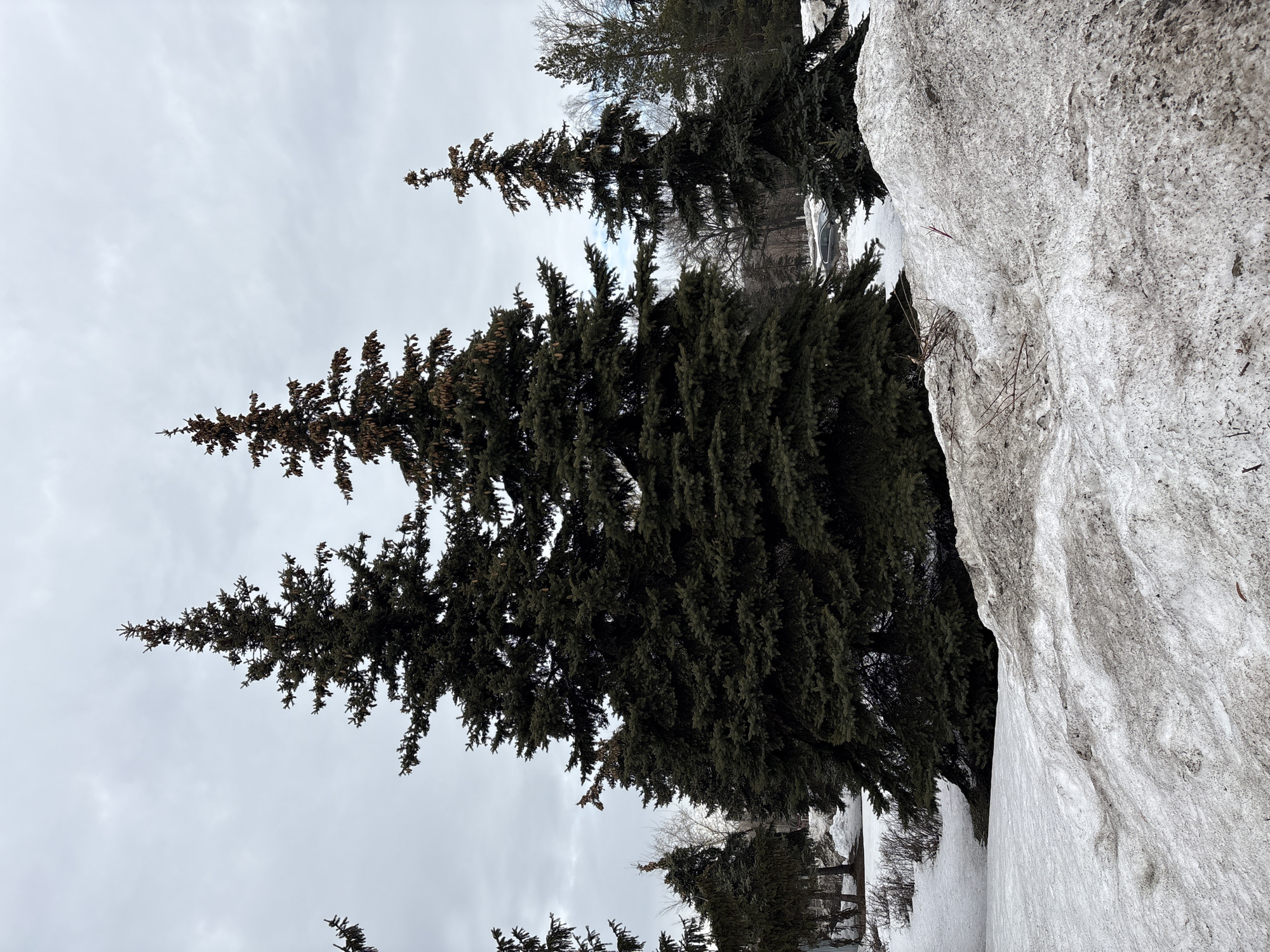 The scene depicts an outdoor landscape in Dimitrovgrad, Russia, under an overcast sky, indicative of late winter or early spring conditions. The immediate foreground features a substantial, uneven mound of melting snow, heavily interspersed with dirt and debris, displaying a mottled pattern of white, grey, and brown. Several bare twigs and small branches are embedded within this snow. The midground is dominated by a cluster of tall, dark green coniferous trees, likely spruces or firs, with two particularly prominent specimens positioned centrally. To the right, another tall, slender conifer stands. Beyond these trees, a paved area or road is partially visible, where a dark-colored sedan is either parked or in motion. The distant background reveals a dense arrangement of bare deciduous trees and hints of structures, including a reddish building on the far left. The sky is uniformly light grey with diffused cloud cover. No individuals or animals are present.