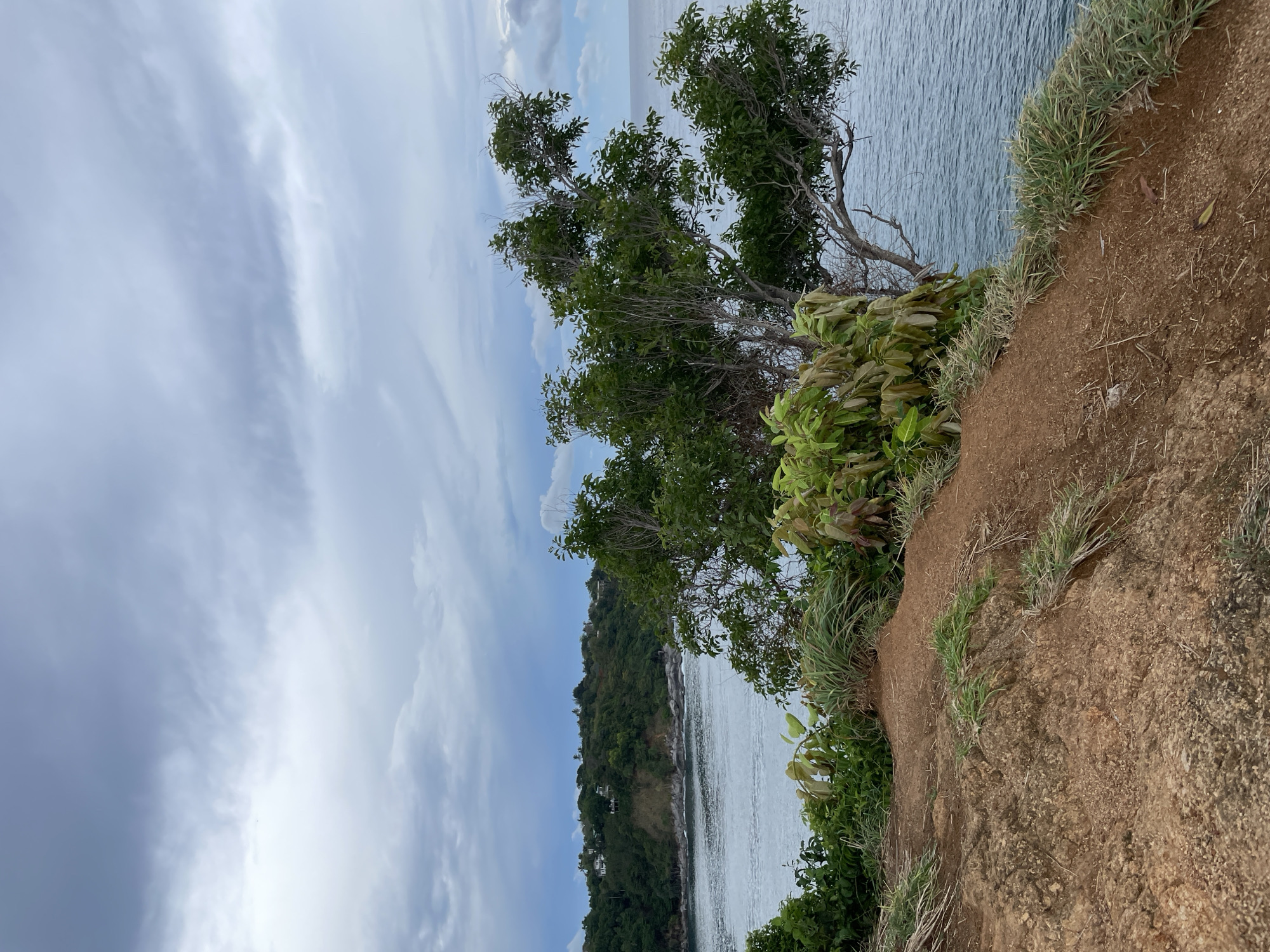 The image shows a view from a cliff in Rawai, Thailand. The scene includes the ocean, a cloudy sky, and vegetation clinging to the cliff edge. The cliff is made of reddish-brown soil and supports grasses and leafy plants. A tree grows on the edge of the cliff, its branches extending over the water. In the distance, a forested hillside slopes down to the ocean. The water is calm.