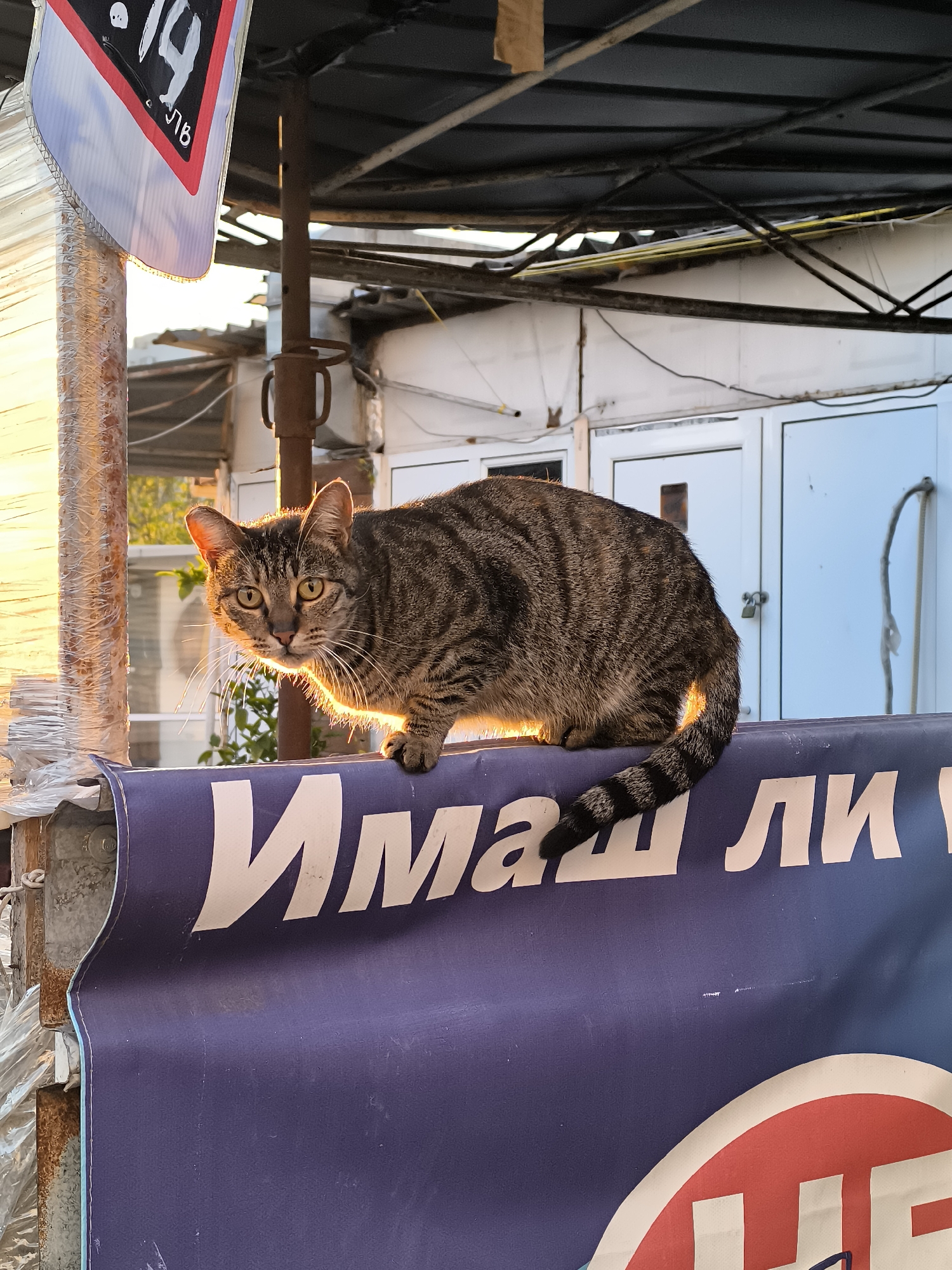 A gray tabby cat sits on top of a purple sign with white Cyrillic lettering, outside in Burgas, Bulgaria. The cat faces the camera with alert eyes. The background includes scaffolding, a sign with pricing information, and a white building with closed doors. The scene is lit by golden sunlight.