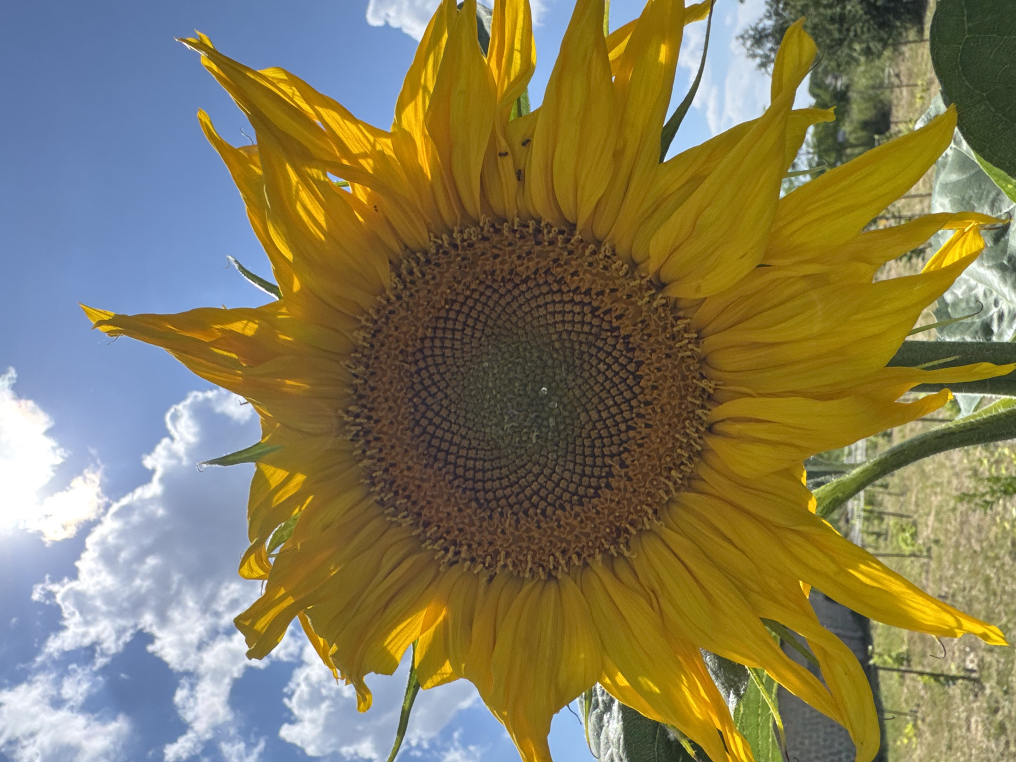 A close-up, low-angle shot captures a vibrant sunflower against a bright blue sky dotted with white, puffy clouds and the sun peeking through. The sunflower's large, yellow petals are illuminated by the sunlight, casting shadows and highlighting their delicate texture. The center of the flower displays a complex pattern of seeds. Several tiny black insects are visible on the petals. In the background, a blurred landscape shows green foliage and what appears to be a garden or field with thin stakes. The image was taken in Zassovskaya, Russia.