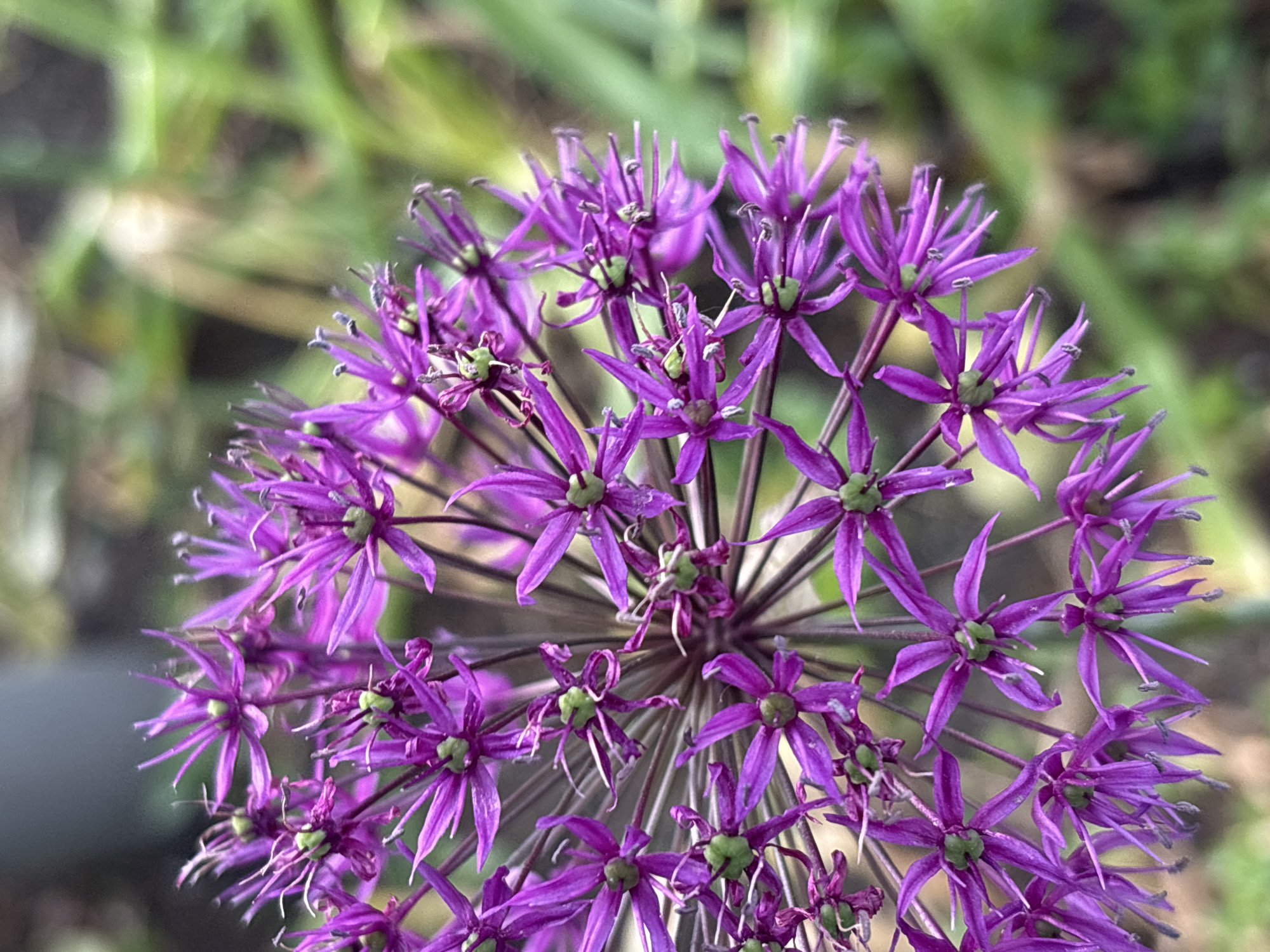 A close-up shot shows a vibrant purple allium flower in full bloom. The flower's individual star-shaped florets are densely packed, creating a spherical shape. Each floret consists of several pointed petals radiating from a central green point. The background is blurred, revealing hints of green foliage, suggesting the flower is in a garden setting. A portion of a gray surface is visible in the lower left corner. The location is unidentified.