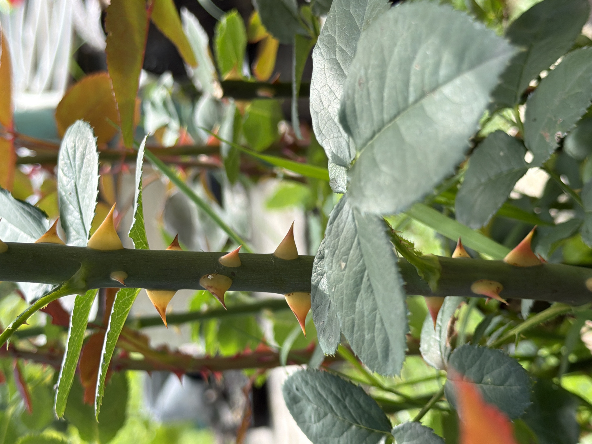 A close-up shot captures the thorny stem of a rose plant, with sharp, yellowish-orange thorns protruding from the dark green stalk. Several broad, serrated leaves with visible veins are present, some exhibiting tinges of orange and red along their edges. In the background, the scene is blurred, showing hints of other rose branches with red thorns and green foliage, as well as indistinct shapes that suggest an outdoor environment, possibly a garden or park setting in Pokrov, Russia. The lighting appears to be natural daylight, casting subtle shadows and highlighting the texture of the plant.