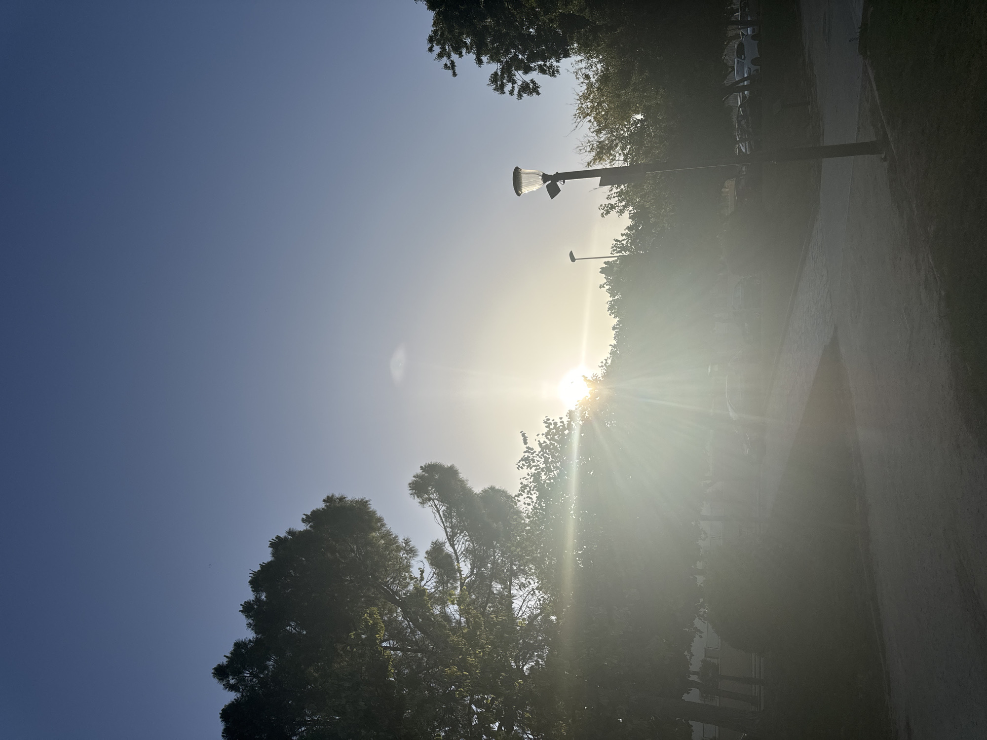 This is a sun-drenched photograph taken at eye level, likely in the city of Murcia, Spain, during either sunrise or sunset. The sky is a clear, deep blue that fades to a lighter hue near the horizon. The sun is a bright, overexposed orb positioned slightly left of center, emitting strong rays of light that create a lens flare effect and illuminate the surrounding foliage and landscape.
In the foreground, a paved pathway or road curves from the bottom left towards the center of the image. To the left, a large evergreen tree with dense foliage dominates the scene, its branches partially silhouetted against the bright sky. On the right side of the pathway, a lamppost stands tall, its modern design featuring a ribbed glass shade and a security camera mounted below it.
Behind the pathway and trees, there appears to be a park-like setting with more trees and possibly some buildings or structures partially obscured by the light and foliage. Several cars are visible parked in a row in the middle ground, suggesting a public area or a street adjacent to a park or residential zone. The overall atmosphere is serene and bathed in the warm glow of the sun.