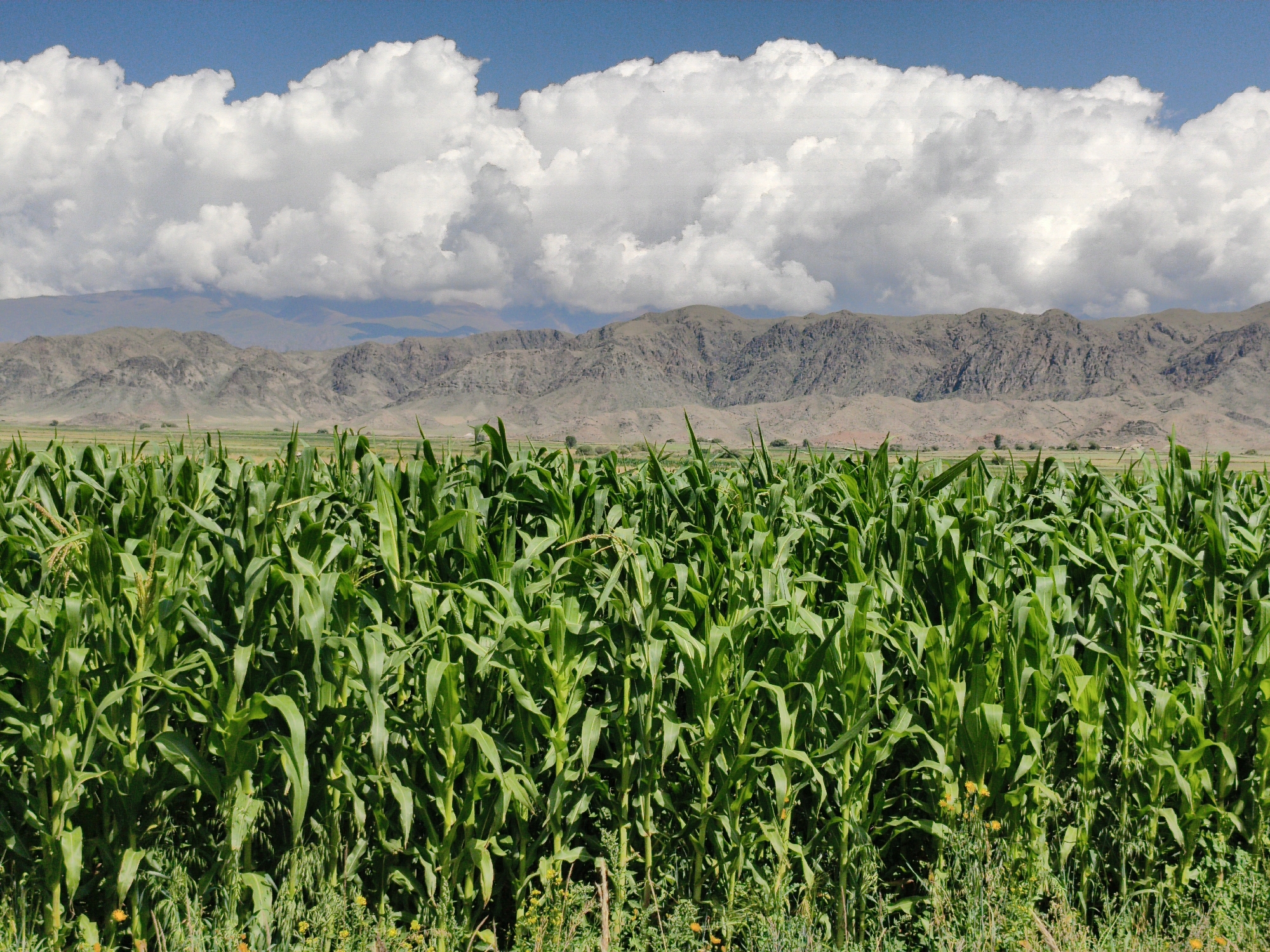 A wide-angle, landscape photograph captures a dense field of tall, green corn stalks dominating the foreground. The corn plants are lush and vibrant, with broad leaves obscuring the ground behind them. In the middle ground, beyond the cornfield, a flat, sparsely vegetated area stretches towards a range of rugged, dry mountains. These mountains are layered in shades of brown and gray, with visible striations and erosion patterns. Above the mountains, a vast expanse of bright blue sky is filled with large, fluffy white cumulus clouds. The lighting suggests a sunny day, casting shadows and highlighting the textures of the landscape. The image appears to be taken outdoors in a rural or agricultural setting, possibly in or near the vicinity of Kongorchok Gorge in Kyrgyzstan, given the geological formations and vegetation. There are no people or animals visible in the frame.