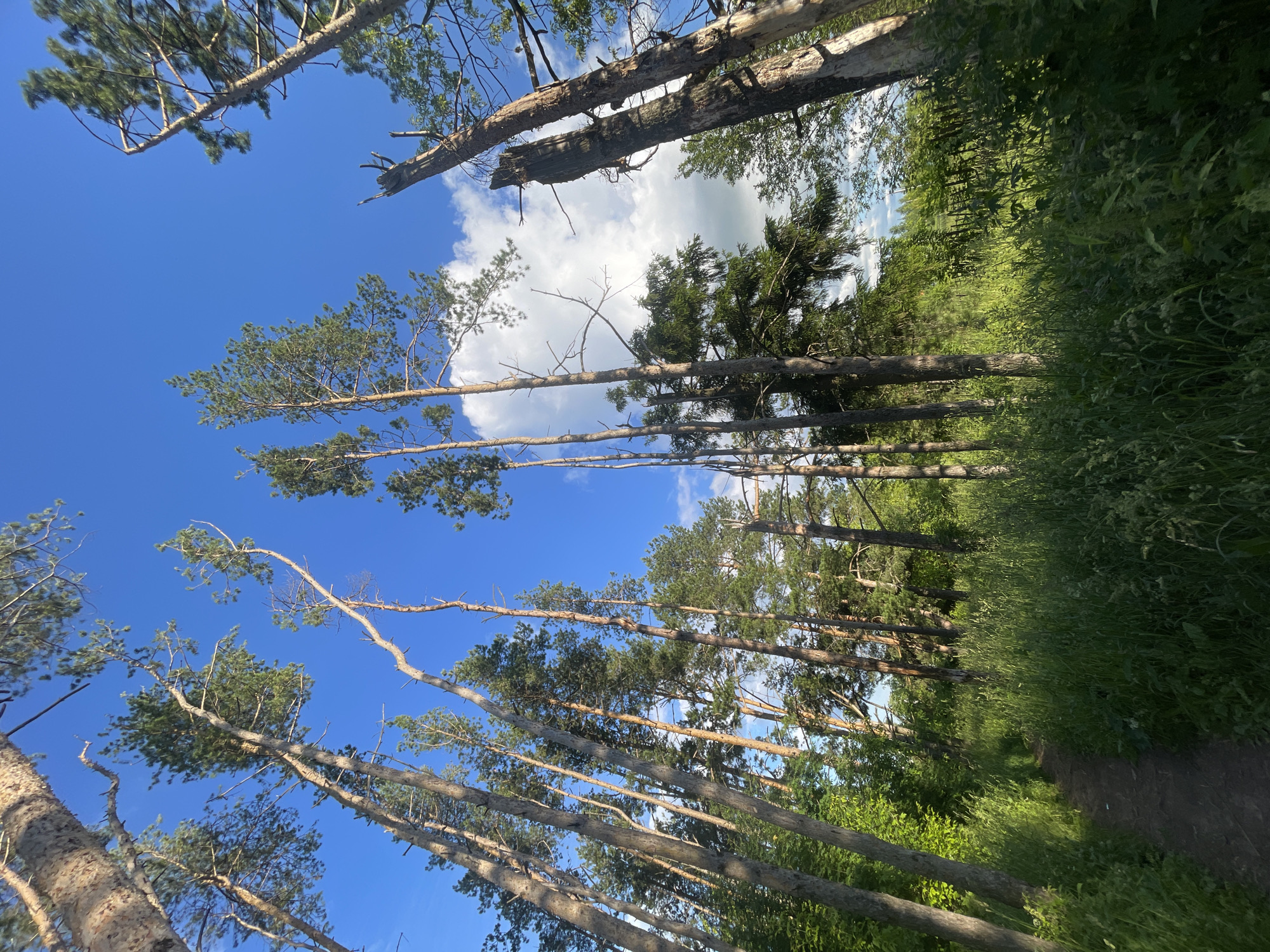This is a low-angle, full shot of a path winding through a forest with tall pine trees. The path is made of dark soil and is bordered by tall, green grass. The trees are tall and slender, with some appearing to be dead or broken. The sky is a bright blue with scattered white clouds. The image appears to have been taken on a sunny day. The location is the village of Podshivalovo, Russia.