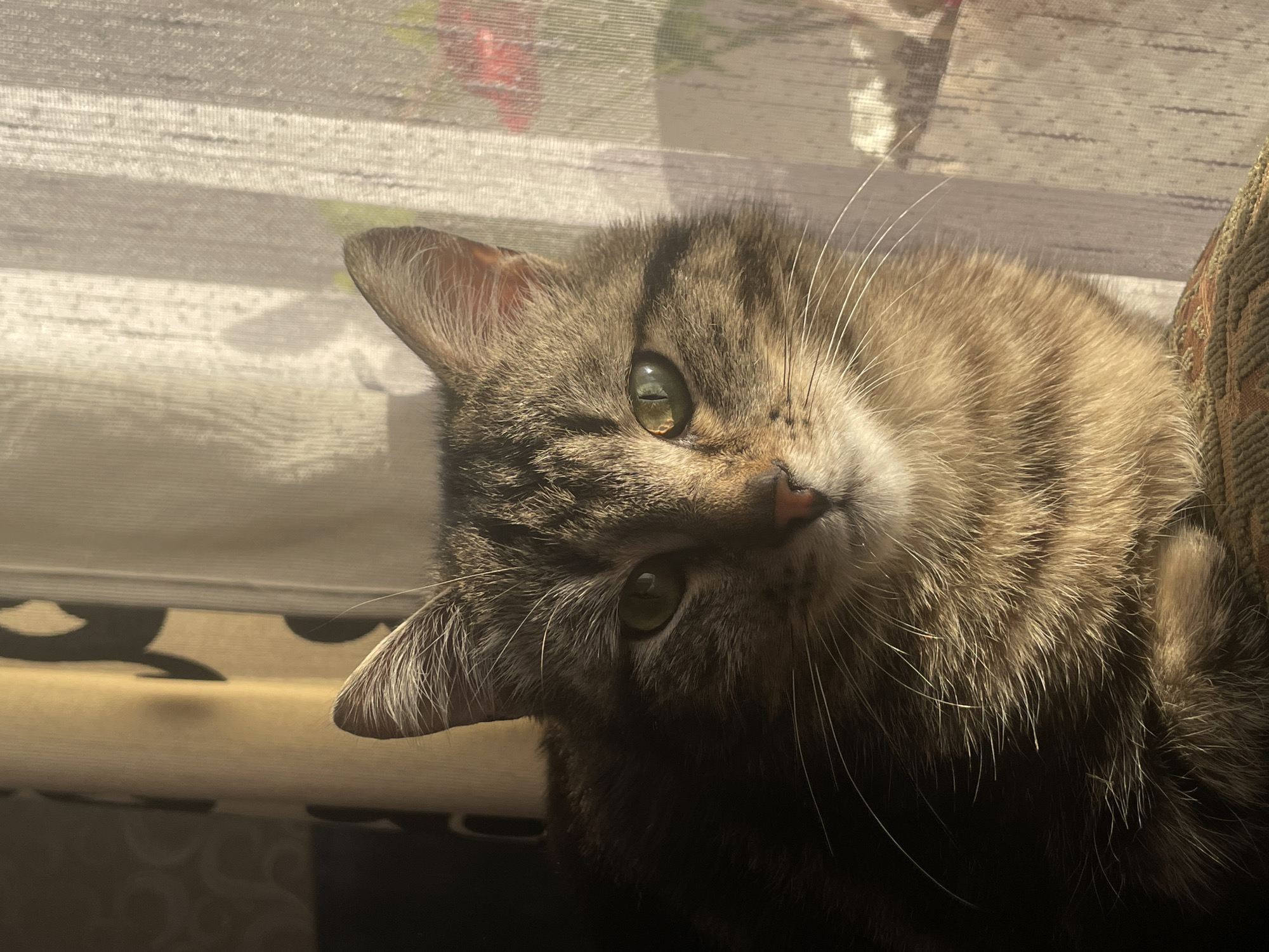 A close-up, horizontal shot features a domestic tabby cat with brown, black, and cream striped fur, positioned indoors. The cat's head is tilted, and it looks directly at the viewer with bright green eyes that reflect the light. Its pinkish nose and long, white whiskers are clearly visible. One ear is fully visible, while the other is partially obscured by fur.
The cat appears to be resting on or beside a piece of furniture, possibly a sofa or armchair, indicated by a small section of patterned fabric on the right side of the frame. In the background, a window is covered by light-colored, somewhat sheer blinds or curtains. Strong natural sunlight streams through the blinds, creating highlights on the cat's fur and casting subtle shadows. Blurred hints of color, possibly from outdoor foliage or objects (red and green), can be seen through the translucent blinds.
The lighting suggests it is daytime, with direct sunlight illuminating the scene. The cat's expression is calm and curious, engaging directly with the camera. The scene captures a peaceful moment of the cat resting, likely near a sunny window in a home in Kuyeda, Russia. There is no visible text in the image.