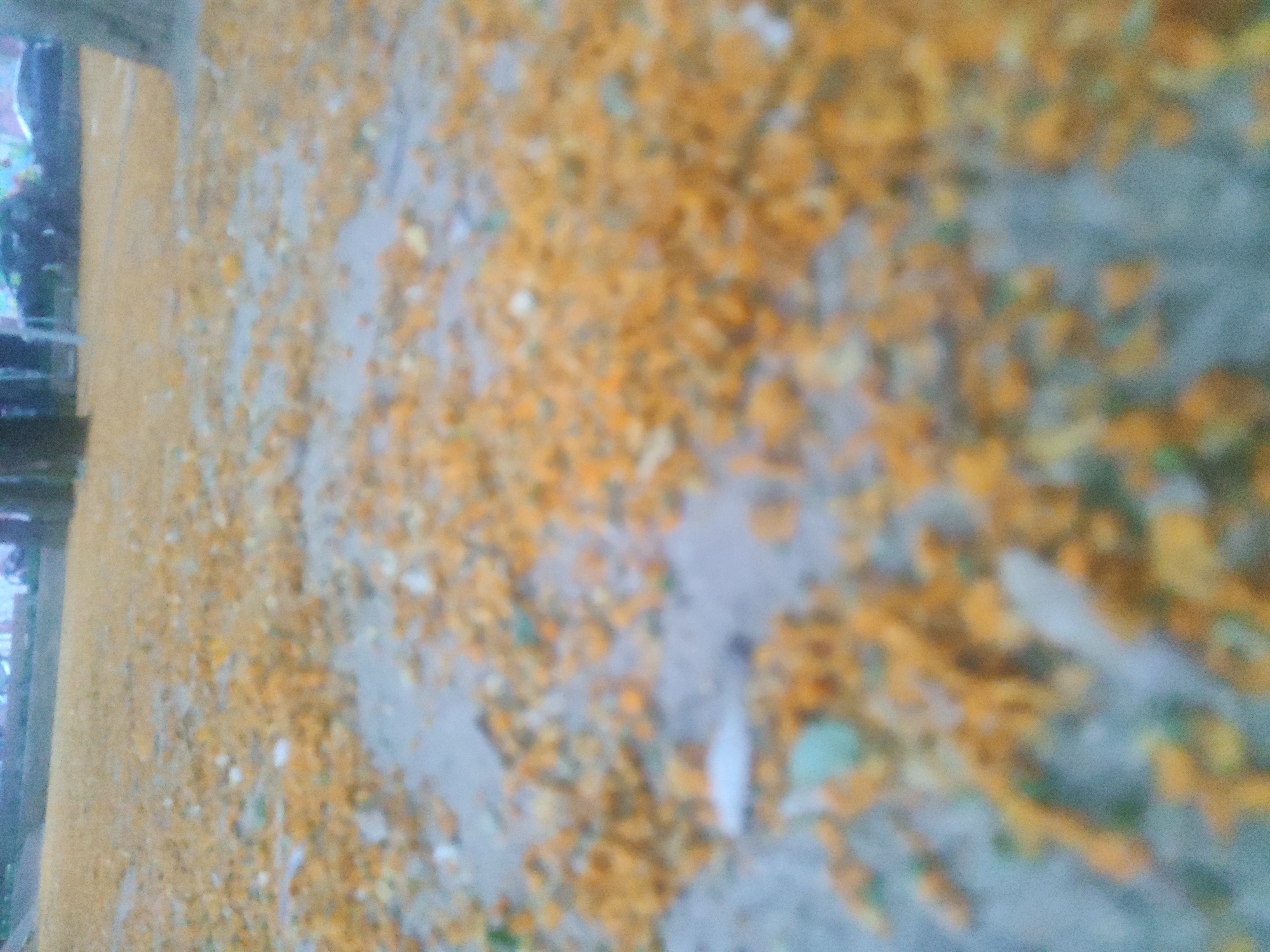 The image depicts a ground-level view of a path or open area covered with a thick layer of fallen yellow and orange leaves, suggesting it is autumn. The leaves are scattered unevenly across a grayish surface, which could be dirt, gravel, or pavement. In the background, there are blurred shapes that suggest trees and possibly some structures or vehicles, but they are out of focus and indistinct. The overall impression is one of a natural outdoor setting, possibly a park or a street with trees, during a season of falling leaves. There are no discernible people or specific objects that can be clearly identified. The lighting is subdued, contributing to the soft, blurred appearance of the image.