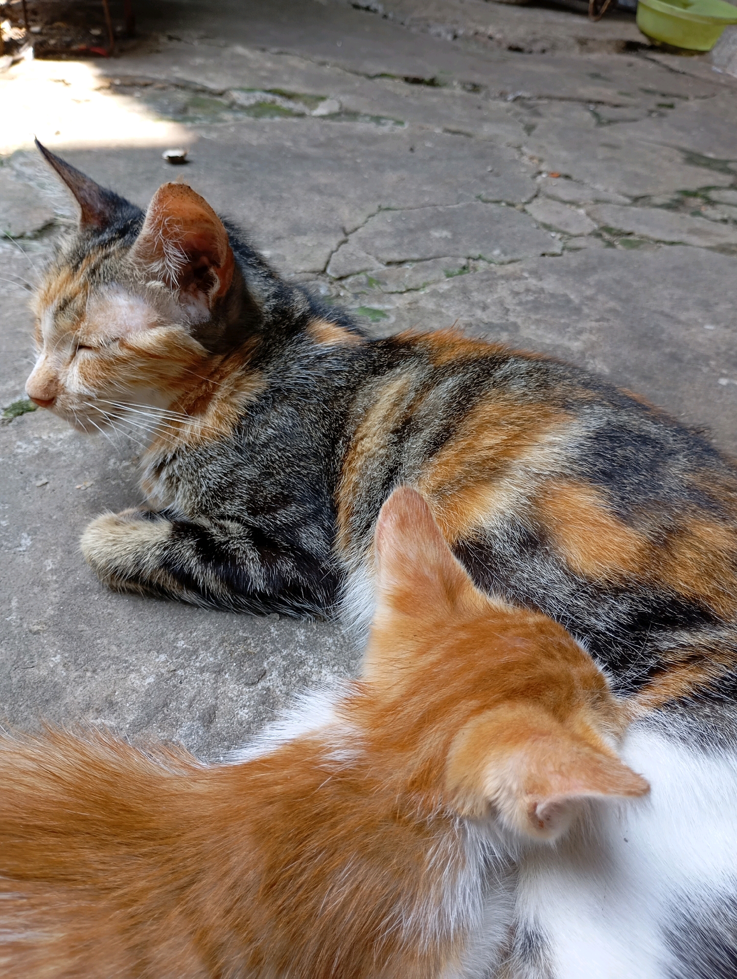 Two cats are resting on a concrete surface. The cat in the foreground is orange and white, with its head resting on the other cat. The cat behind it is a calico pattern with black, orange, and white fur. The cats are lying down and appear to be sleeping or relaxing. The background shows a slightly cracked concrete ground with some debris and shadows. There is a blurry green object in the upper right corner of the image. This scene is likely located outdoors in an urban or suburban area, possibly a residential yard or alleyway in Balikpapan, Indonesia, given the concrete surface and outdoor setting.