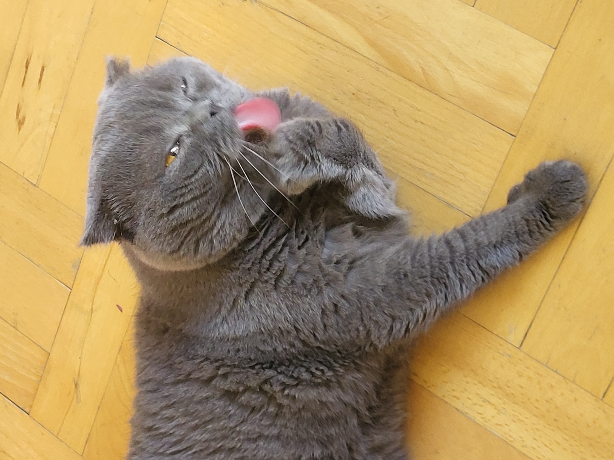 A gray Scottish Fold cat is lying on its side on a light-colored wooden floor, grooming its paw. The cat's eyes are partly closed, and its pink tongue is extended, licking its paw. The fur is dense and a solid gray color. The background consists of parallel wooden planks. The lighting appears to be natural sunlight casting shadows on the floor. The image is taken from a slightly elevated angle.
