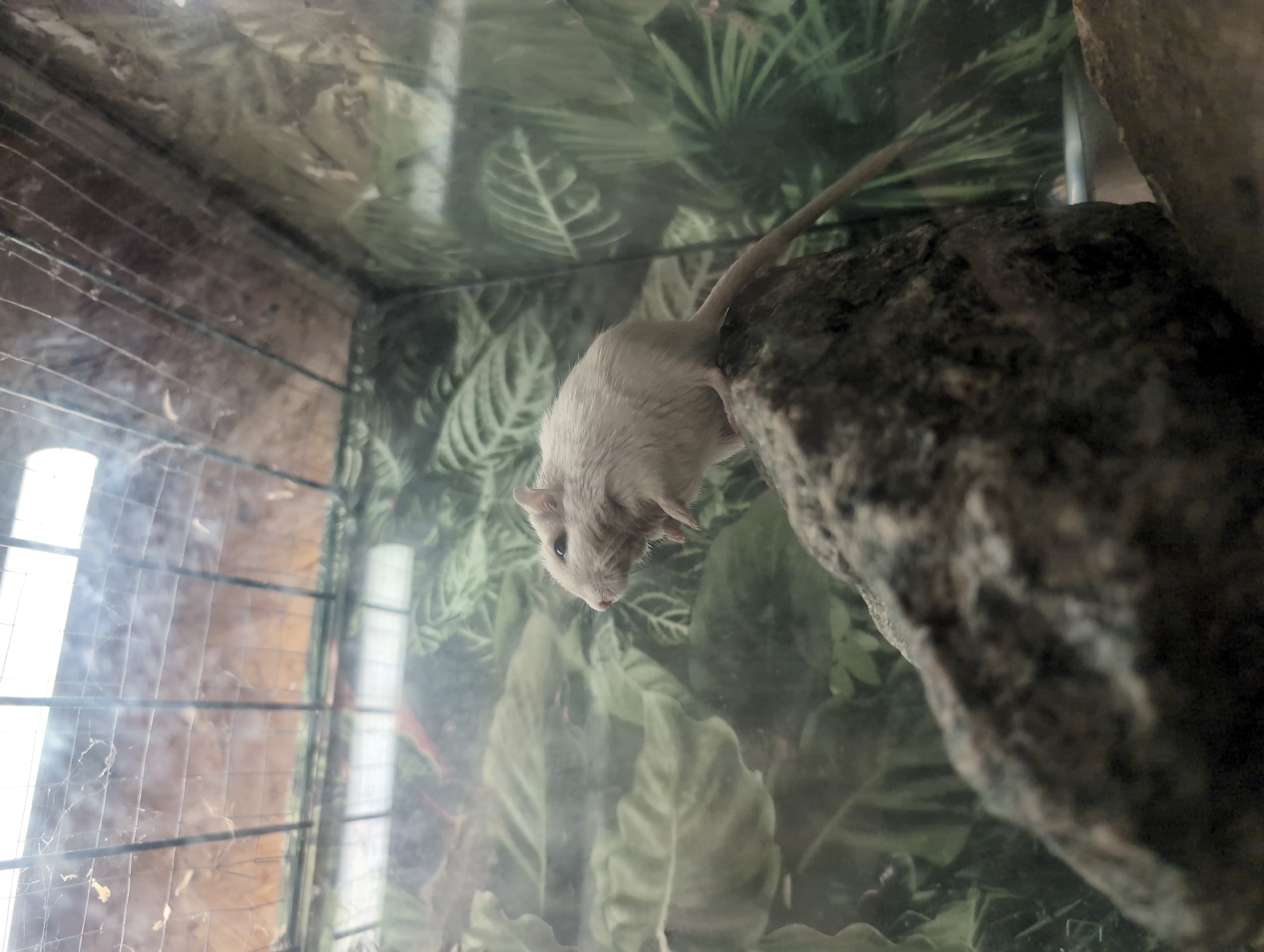 A gerbil is perched on a rock, facing left, in what appears to be a terrarium or enclosure. The background features lush green foliage and a mesh ceiling, suggesting an indoor environment, possibly an animal exhibit. The gerbil is small and light-colored, with prominent ears and dark eyes. The rock is large and textured, providing a naturalistic element to the scene. The lighting suggests an overhead light source, possibly a lamp, illuminating the gerbil and its surroundings. There is no indication of the location being in Saint-Jouin-Bruneval, France.