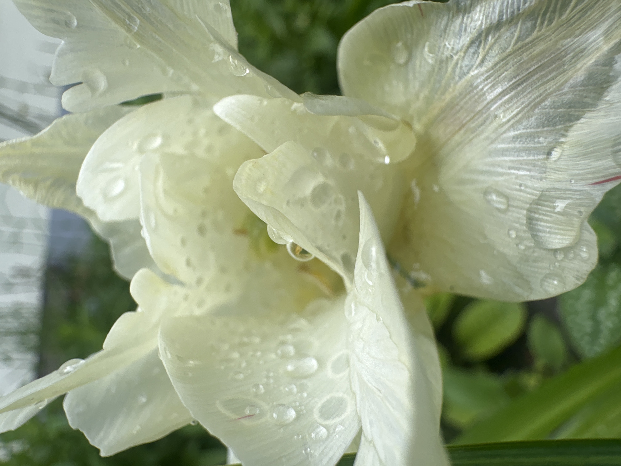 A close-up photograph captures a double white tulip covered in water droplets. The intricate folds and delicate texture of the petals are highlighted by the light reflecting off the water. Background vegetation, with green leaves, is blurred and out of focus, indicating a shallow depth of field. The specific location in Stavropol, Russia, cannot be determined from the image.