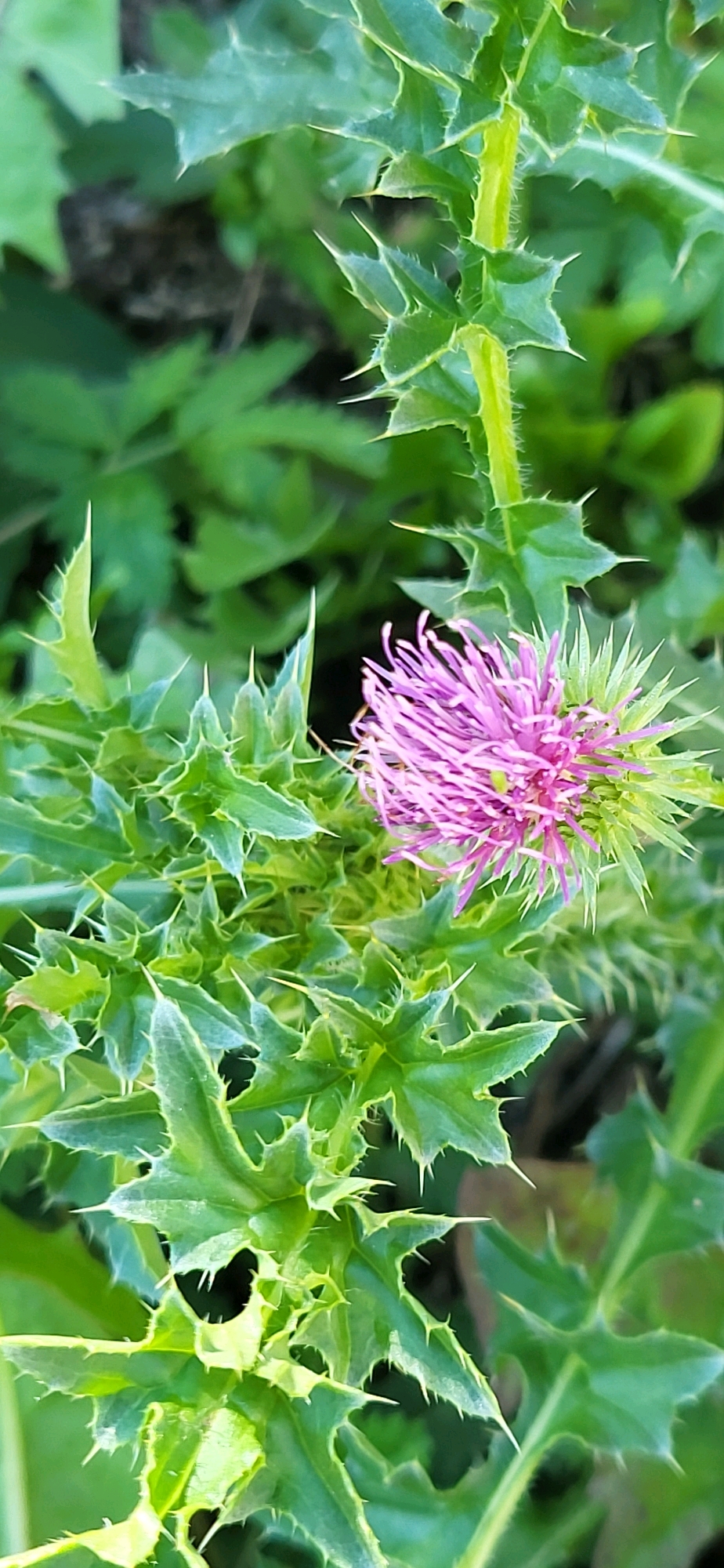 A close-up, vertical, eye-level shot shows a vibrant pink thistle bloom amidst its spiky green foliage. The flower, positioned slightly right of center, is in focus with its delicate petals extending outwards. The surrounding leaves are sharply defined with prominent thorns, creating a stark contrast between the soft bloom and the protective plant. The background is a blur of green, suggesting other foliage or a natural environment. No people or identifiable man-made objects are visible.