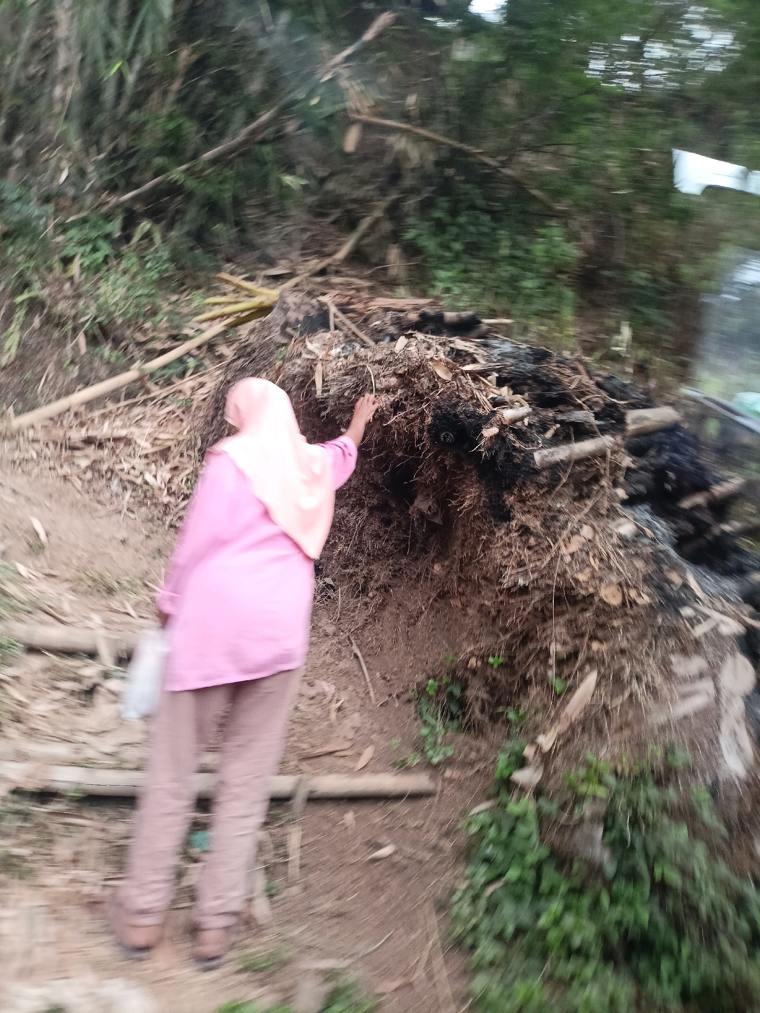 A woman wearing a pink hijab and a pink long-sleeved shirt is standing next to a pile of dried leaves and branches. Her right hand is extended towards the pile, and she appears to be touching it. She is also holding a white plastic bag in her left hand. The pile of organic material is situated on a dirt path surrounded by vegetation, including bamboo. The scene suggests an outdoor environment, possibly in a rural or natural setting within Ngepanrejo, Indonesia. The image is slightly blurred, indicating movement during the capture.
