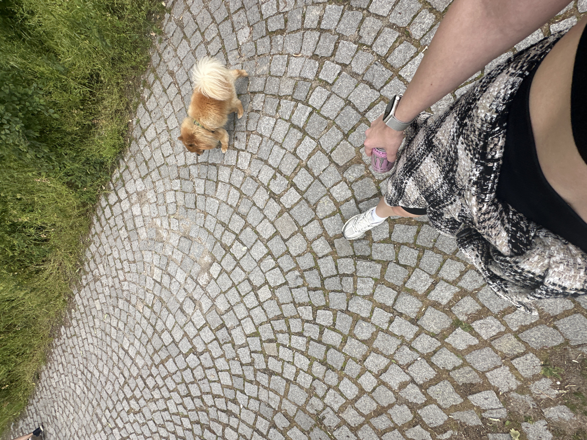 View from above onto a cobblestone pedestrian area in Plovdiv, Bulgaria. A small, brown, fluffy dog stands on the left. A person stands on the right, wearing white sneakers, a plaid jacket, and black shorts. The person is holding a purple can. To the left is a patch of green grass. The cobblestones are grey and arranged in a fan pattern.