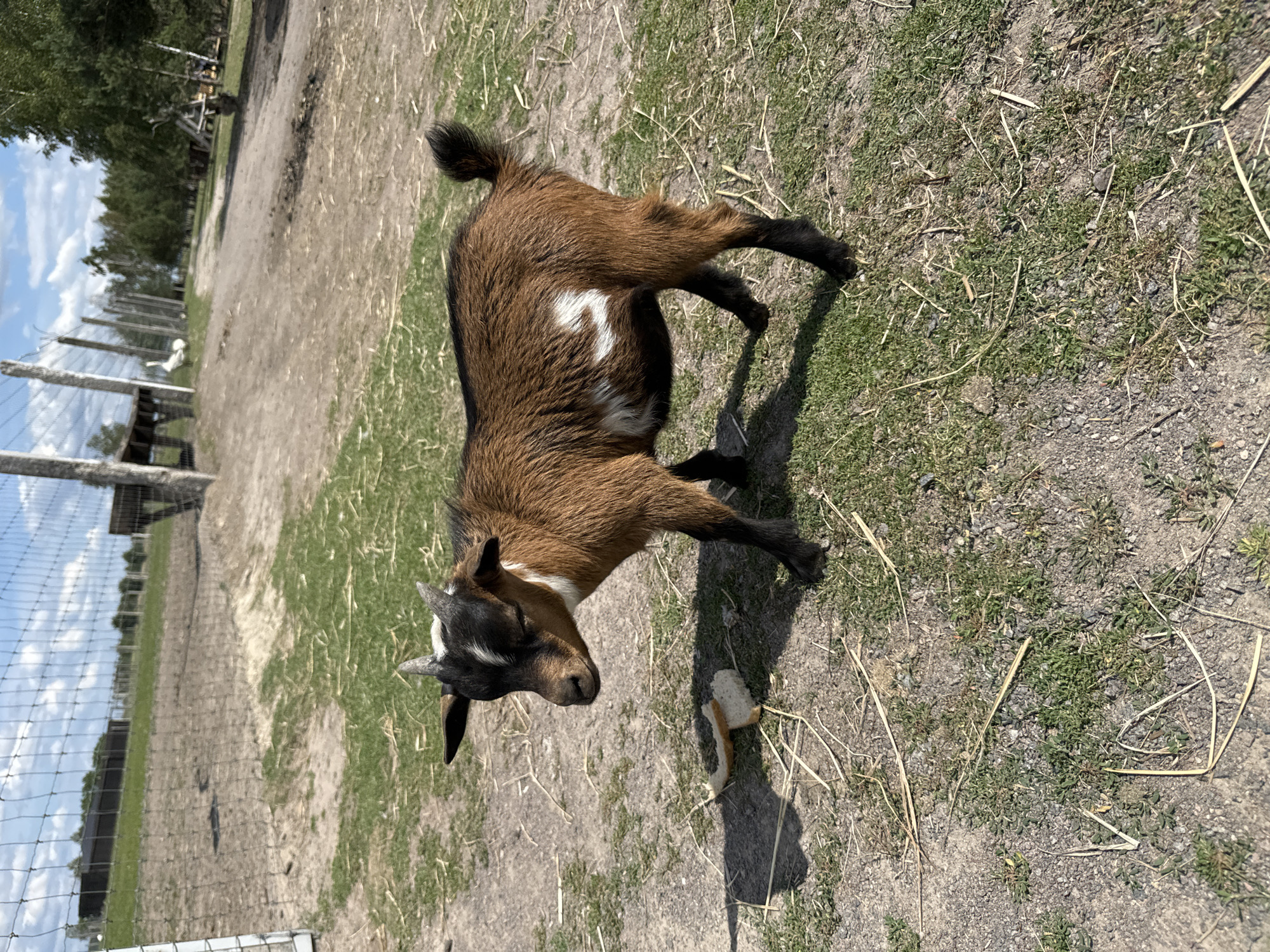 A young goat stands on a patch of dry grass and dirt, its fur a mix of brown and white. It has short, dark horns and a white blaze on its forehead. Two pieces of bread lie on the ground in front of the goat, casting shadows. In the background, a wire fence encloses a field. Beyond the fence, a dirt path winds through trees and past some farm buildings. The sky is blue with scattered white clouds. The scene appears to be in an outdoor animal enclosure, possibly a farm or petting zoo. The location is Kostiantynivka, Ukraine.