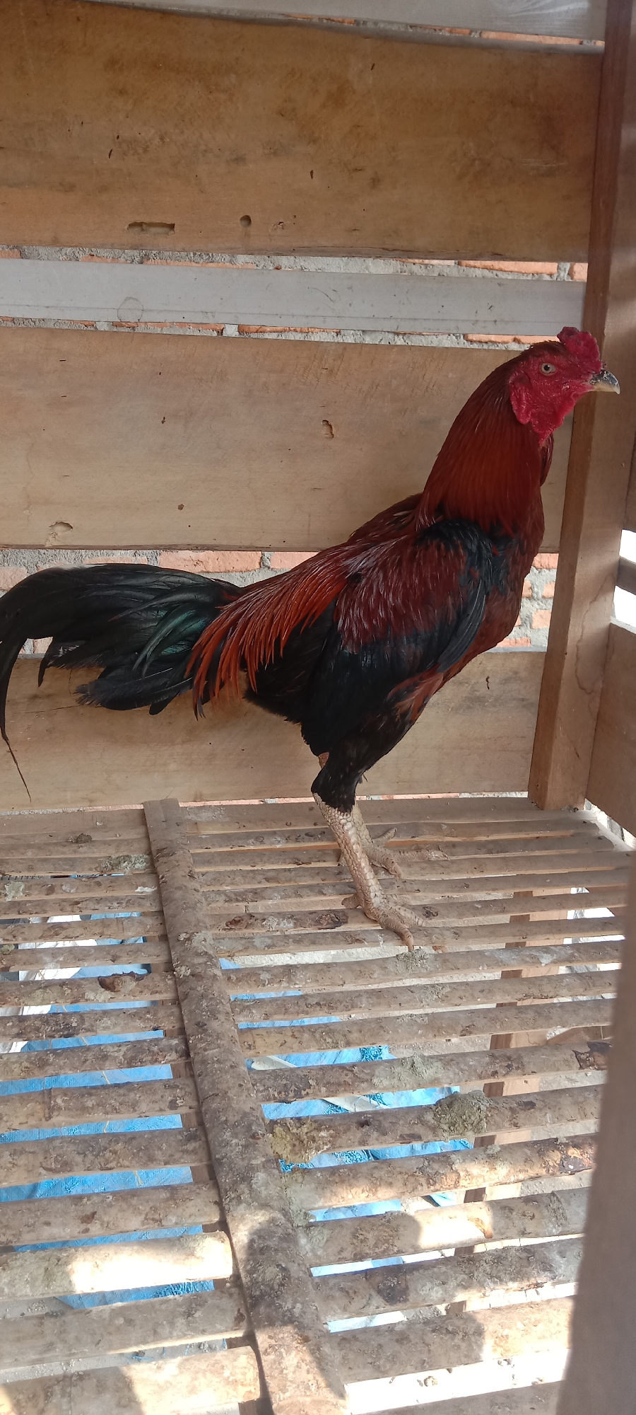 The image shows a rooster standing on a wooden slatted floor within a coop. The rooster is primarily dark brown and black with red accents on its neck and head, and a vibrant red comb. Its legs and feet are scaly and pale yellow. The coop appears to be constructed from rough wooden planks and slats. The background shows a brick wall behind the wooden slats, suggesting the coop might be attached to a building or enclosed within a larger structure. The overall impression is of a rustic, possibly rural, setting in a place like Utama Jaya Mataram, Indonesia, where such fowl are common. The lighting suggests it is daytime, possibly outdoors or in a well-lit area.