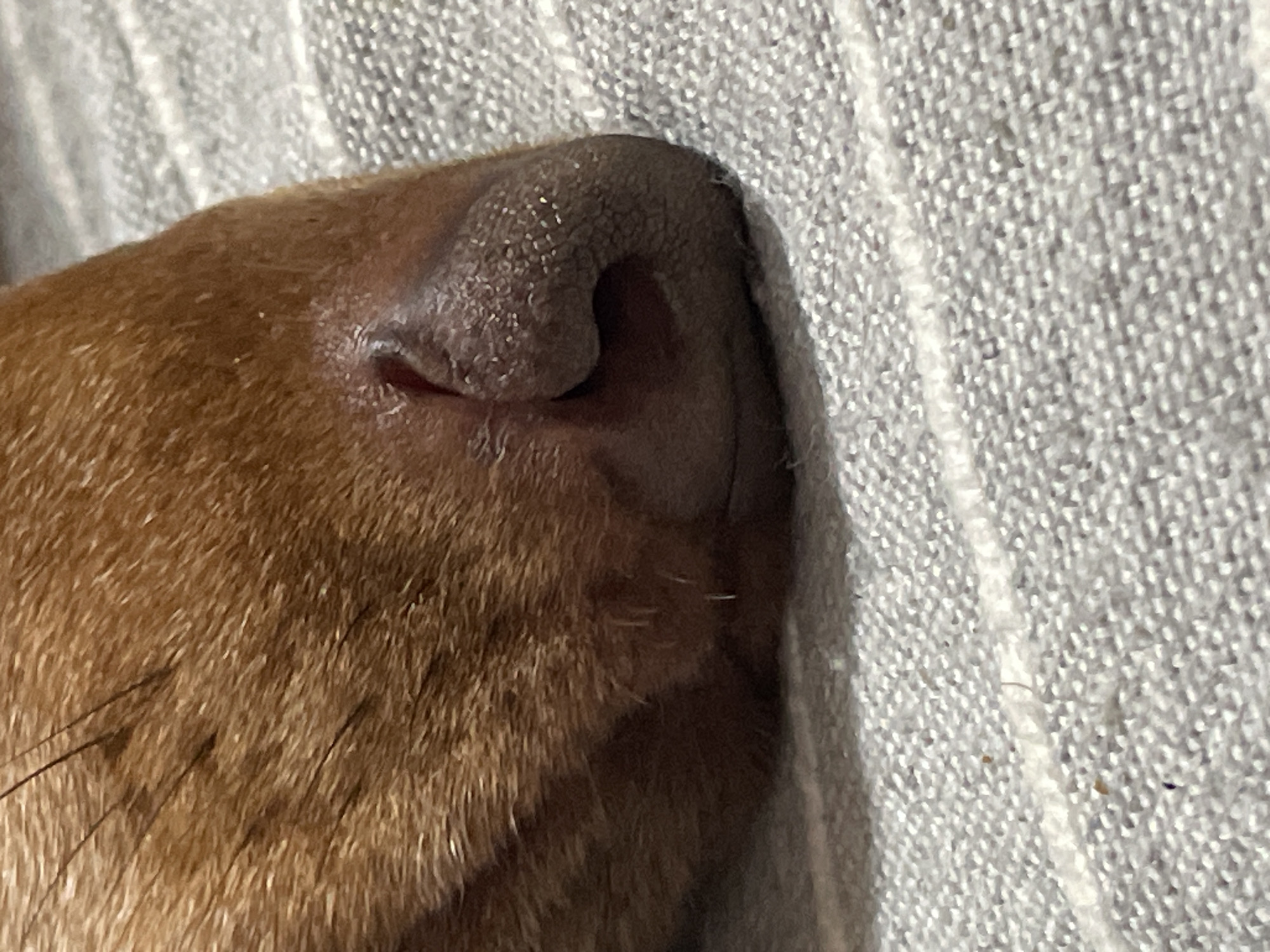 The image is a close-up, low-angle shot of a dog's wet nose, positioned in the foreground on the right side of the frame. The dog's fur, a reddish-brown color, is visible in the upper left corner, blurred and out of focus. The dog's nose is dark brown and appears moist, with visible texture and small bumps. The background consists of a gray, textured surface, possibly a blanket or rug, with white stripes running horizontally. The lighting is soft and diffused. There are no discernible elements indicating a specific location within La Línea de la Concepción, Spain. The scene is static and focuses solely on the animal's facial feature.
