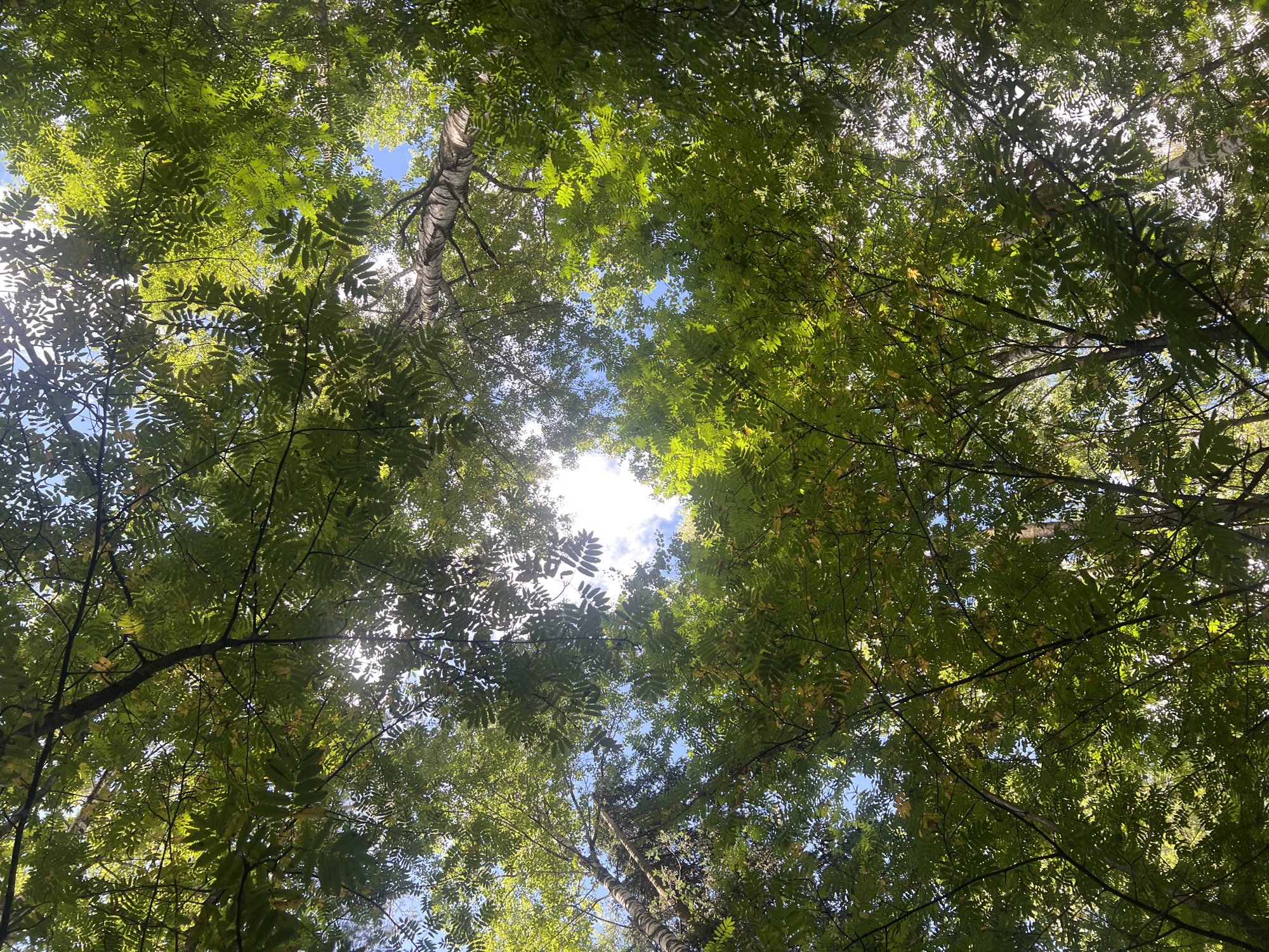 An eye-level, wide shot captures a dense canopy of green foliage against a bright, sunny sky. The view is looking directly upwards through the branches of trees, with sunlight filtering through the leaves, creating dappled patterns of light and shadow. A few faint white clouds are visible in the blue sky. The trees appear to be deciduous, with compound leaves that are a vibrant green, some showing hints of yellow. The trunks of some trees are visible, including one with a distinctive light-colored, peeling bark. The scene suggests a natural environment, possibly a park or forest, with no human presence or identifiable urban features.