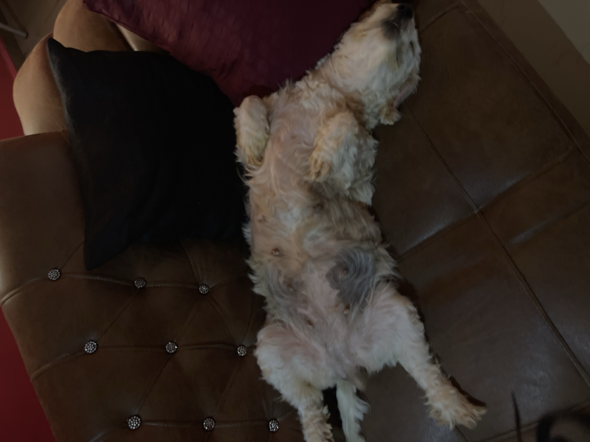 A light-colored dog is sleeping on its back on a brown leather couch. The dog's legs are in the air, and its belly is exposed. The dog appears to be relaxed and comfortable. The couch is in a dimly lit room, and there are two pillows on the couch, one black and one dark red. The background is out of focus, but it appears to be a living room. The image was taken in Jos, Nigeria.