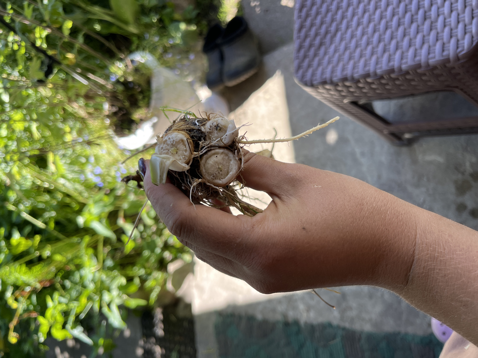 A person's hand is holding a harvested plant root with several bulbous sections and fine, white roots. The background shows a blurred outdoor setting with lush green foliage, a patio or walkway, and a woven plastic chair. The lighting suggests a sunny day. The exact location in Дунілавіцкі сельскі Савет, Belarus, cannot be determined from the image alone.