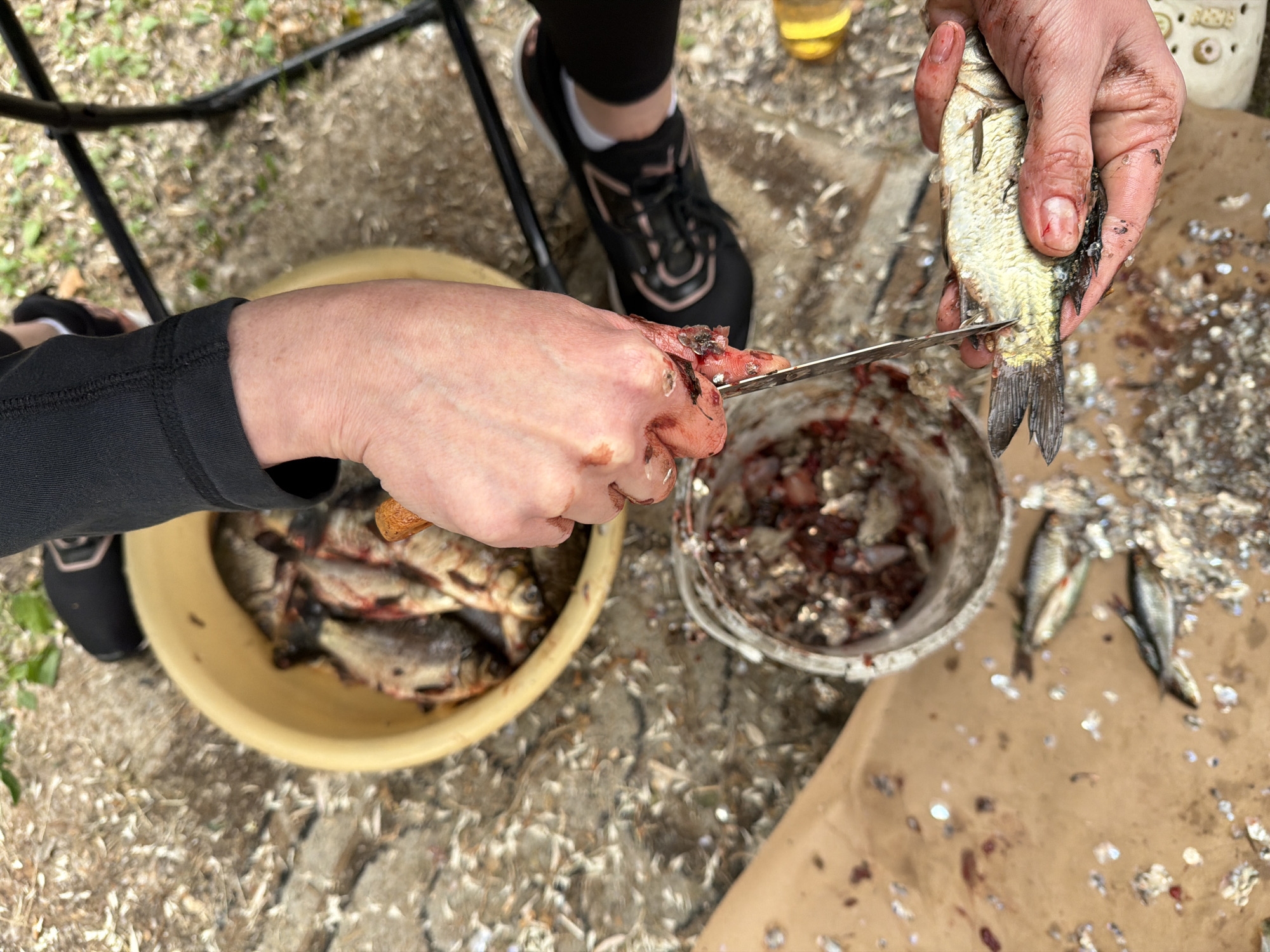 A person is outdoors, on a dirt and leaf-covered surface, preparing fish. The person is wearing black leggings and athletic shoes with pink accents. In the foreground, the person's hands are covered in fish scales and blood, holding a fish and a knife. The knife is being used to clean the fish. To the left of the person's hands, there is a shallow metal bucket containing fish guts and scales. Further left, a yellow plastic bowl is filled with whole fish. The background shows more of the outdoor environment with some green foliage and part of a metal chair.