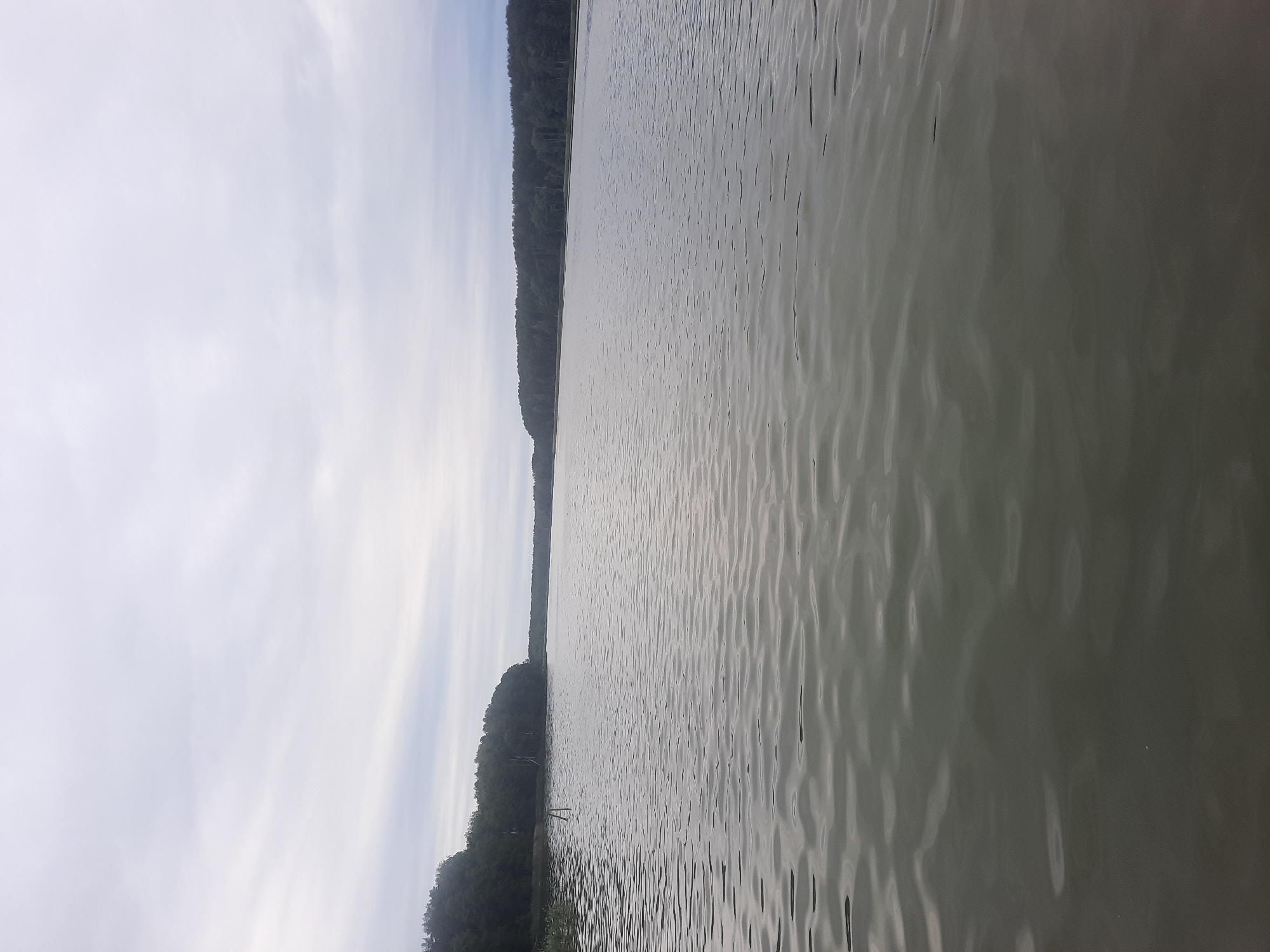 An overcast day frames a wide, tranquil body of water, likely a lake or river, with a dense forest lining its banks. The water's surface is rippled, creating a mosaic of light and shadow. On the left side of the image, a single dark vertical object, possibly a dead tree branch or a marker, emerges from the water. The forest stretches across the horizon, its dark green foliage a stark contrast to the pale, cloudy sky. The overall impression is one of natural serenity, a quiet moment captured in an outdoor landscape. The image is likely taken in or near the city of Paretcha, Belarus, given the typical vegetation and water bodies found in the region.