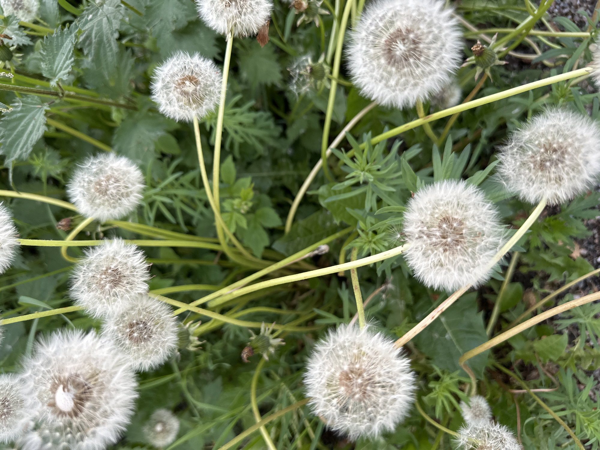 This is a close-up, eye-level, overhead shot of several dandelion seed heads and some green foliage. The scene is outdoors, likely in a grassy area or field. The dandelions are in various stages of fluffiness, with some fully blown and others still partially intact. The green leaves and stems of the plants are visible in the background and between the dandelions. The lighting is natural, suggesting daylight. There are no people or animals present in the image.