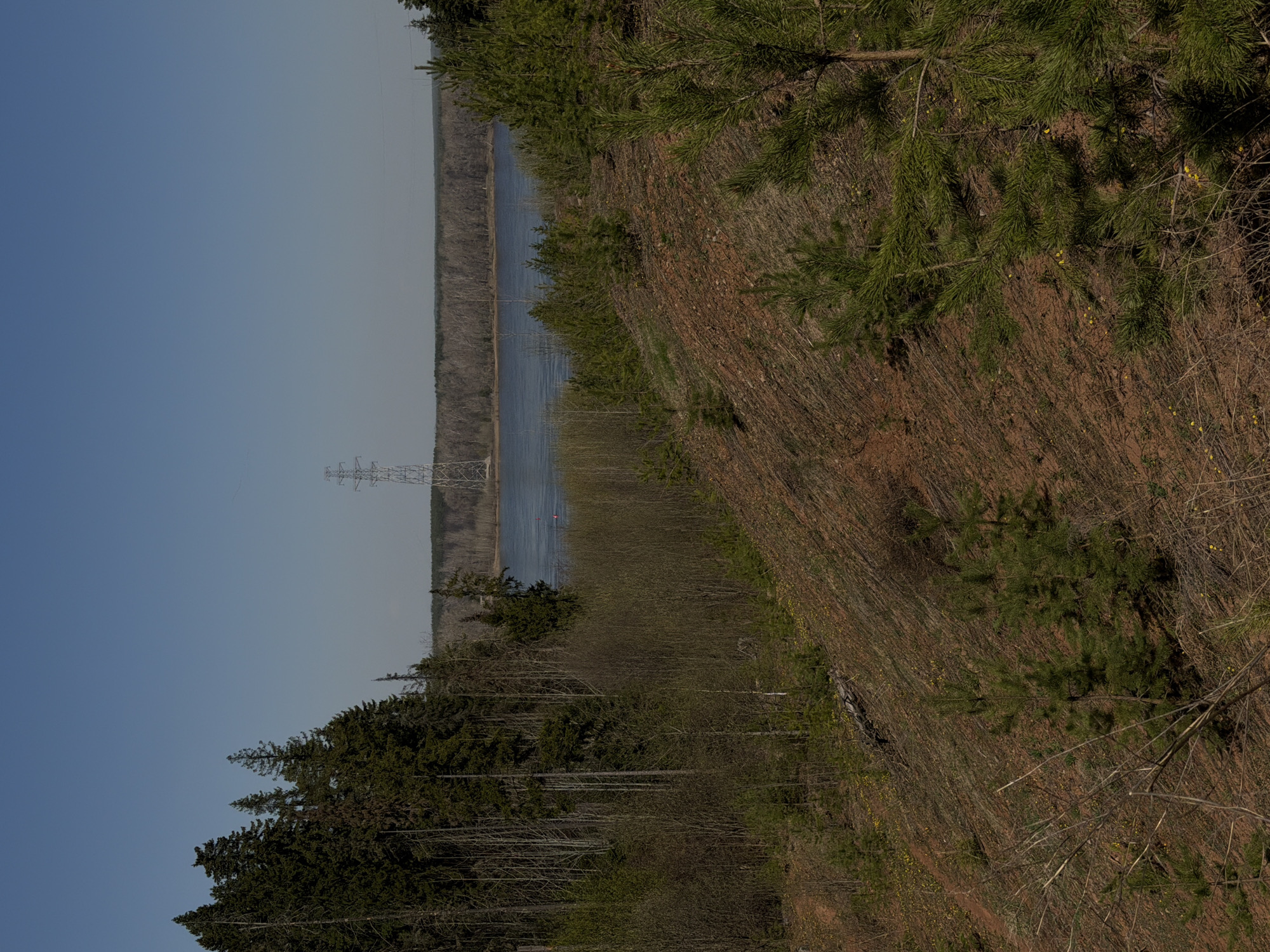 The photograph captures a landscape scene in the urban locality of Прикамский, Russia. The primary focus is a forest or woodland area, characterized by brown undergrowth, dry grass, and interspersed with green pine trees. Adjacent to the forest, a body of water, likely a river or lake, stretches towards the horizon. In the distance, a lattice-structured power line tower is visible. The sky is clear and blue, indicating fair weather.