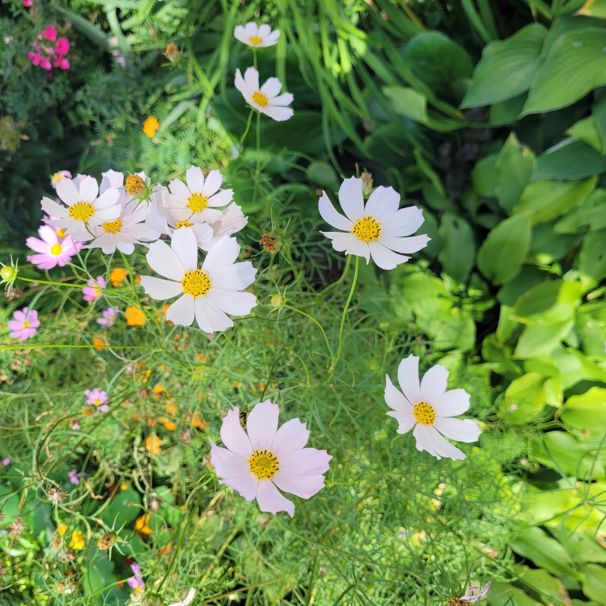 A sun-drenched garden scene, likely in Jūrmala, Latvia, showcases a vibrant mix of flowers and foliage. White cosmos flowers, with their delicate petals and bright yellow centers, are the prominent subjects, interspersed with smaller pink cosmos and yellow wildflowers. Lush green leaves and stems form a dense backdrop, creating a natural and slightly wild aesthetic. The lighting suggests a bright, sunny day, casting gentle shadows and highlighting the textures of the plants. No people are visible in the image.
