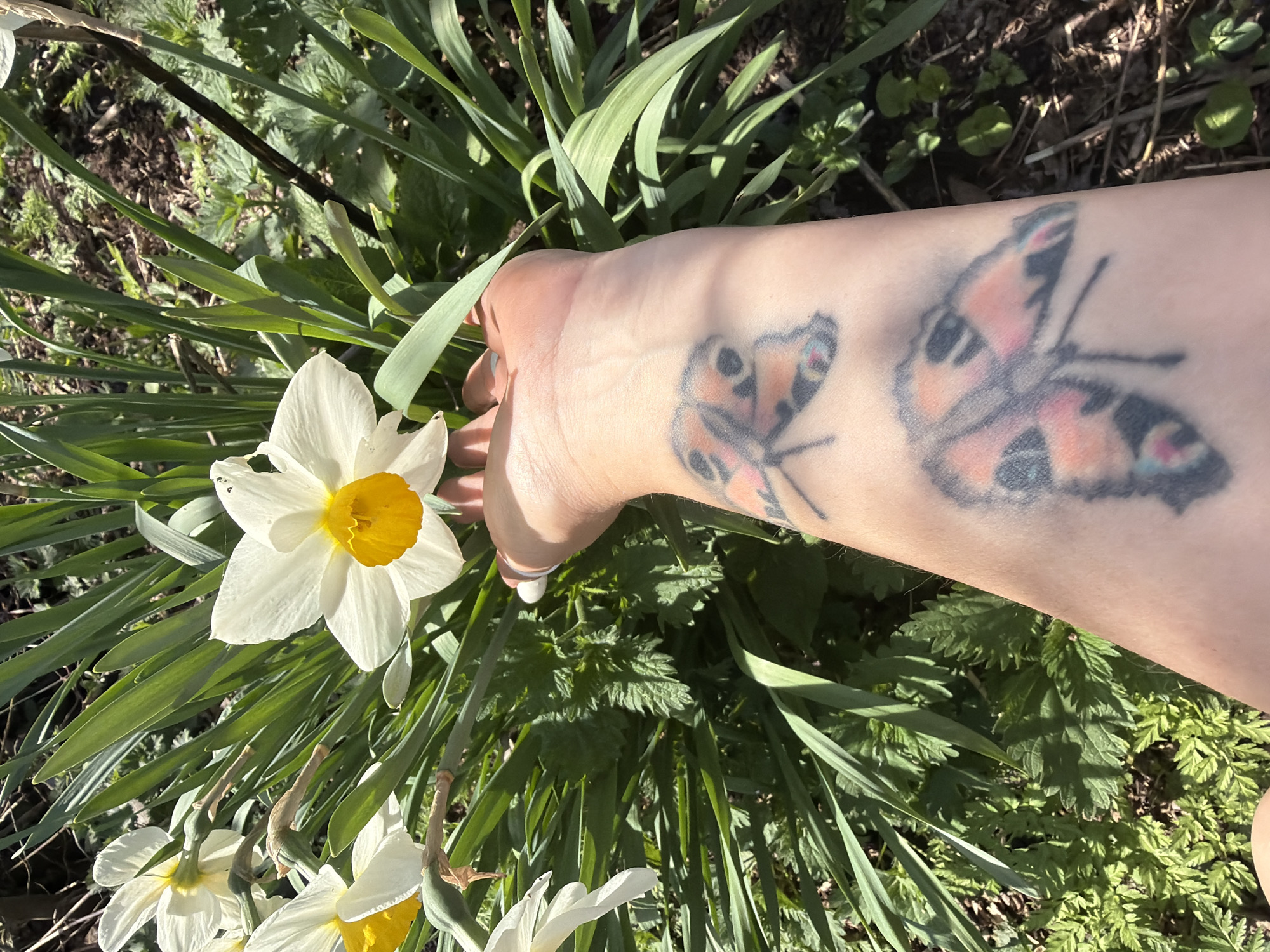 A close-up shot taken outdoors during daylight shows a person's arm with two butterfly tattoos reaching towards a patch of daffodils and greenery. The person's hand is partially visible, with pale skin and a white fingernail. The foreground is dominated by several white daffodils with bright yellow centers, surrounded by long, green leaves. A variety of other green plants and foliage fill the space around the daffodils. The exact location in the city of Chaikovsky, Russia, cannot be determined from the image alone.