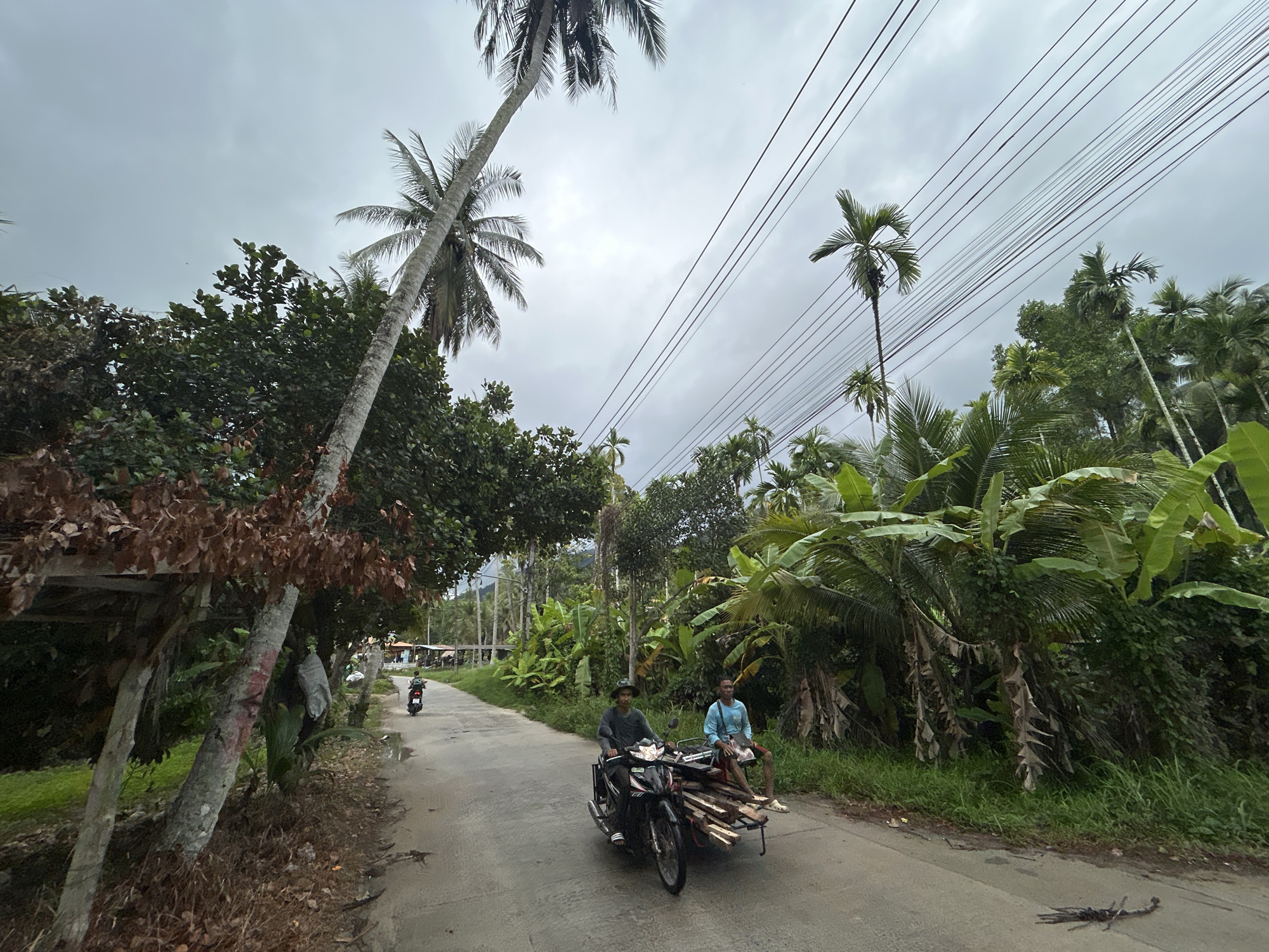 This image depicts a rural or semi-rural road scene in ตำบลเกาะพะงัน, Thailand, under an overcast sky. The road, paved with asphalt or concrete, cuts through dense tropical foliage. Tall palm trees, including coconut and betel nut varieties, and large banana plants dominate the landscape, flanking both sides of the road. Numerous power lines stretch across the grey sky, indicating infrastructure in the area.
In the mid-ground, two men are traveling on a modified black motorcycle. The driver, wearing a dark long-sleeved shirt and a hat, operates the vehicle. A second man, dressed in a light blue t-shirt and shorts, sits on a wooden platform attached to the side of the motorcycle, which is loaded with cut wood planks. This setup suggests the motorcycle is being used for transporting materials. Further down the road, another individual is seen riding a separate motorcycle, heading away from the viewer.
The time of day appears to be daytime, characterized by a soft, diffused light due to the heavy cloud cover, resulting in an absence of strong shadows. On the right side of the road in the foreground, a dead arthropod, possibly a centipede or scorpion, is visible on the pavement. There is no discernible text visible in the image. The scene captures an everyday moment of transport and activity within a lush, tropical environment.