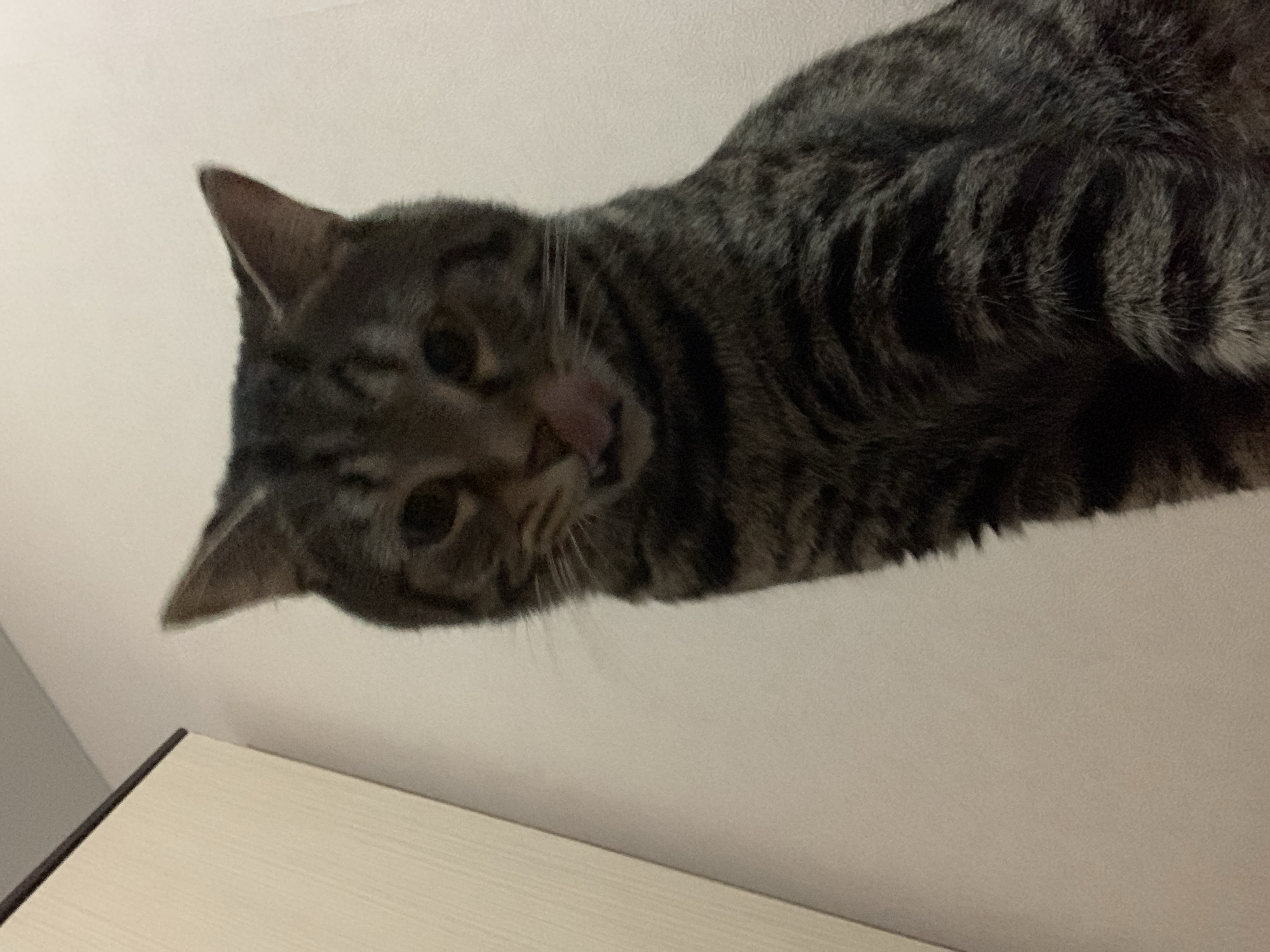 A tabby cat is looking down at the camera from a low angle. The cat's head is tilted, and its tongue is slightly visible. The background is blurred, but a light-colored surface is visible below the cat. It is impossible to determine the location of the photo as Stavropol, Russia.