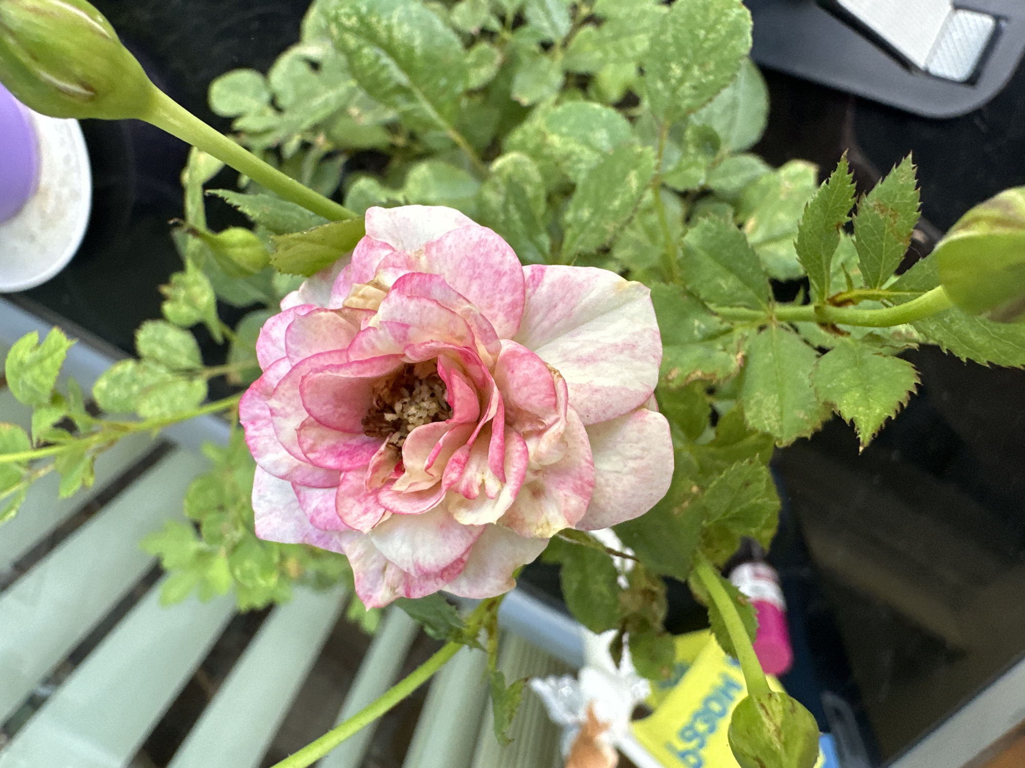 A close-up shot captures a pink and white rose bloom with visible stamens in the center, surrounded by green foliage and two developing rosebuds. The background features a blurred light green slatted structure and a black surface, possibly a table. A yellow tag with partial text is visible in the lower left corner. The image appears to be taken outdoors, possibly on a balcony or patio. There is no indication of the city of Krefeld, Germany, or any people in the scene.