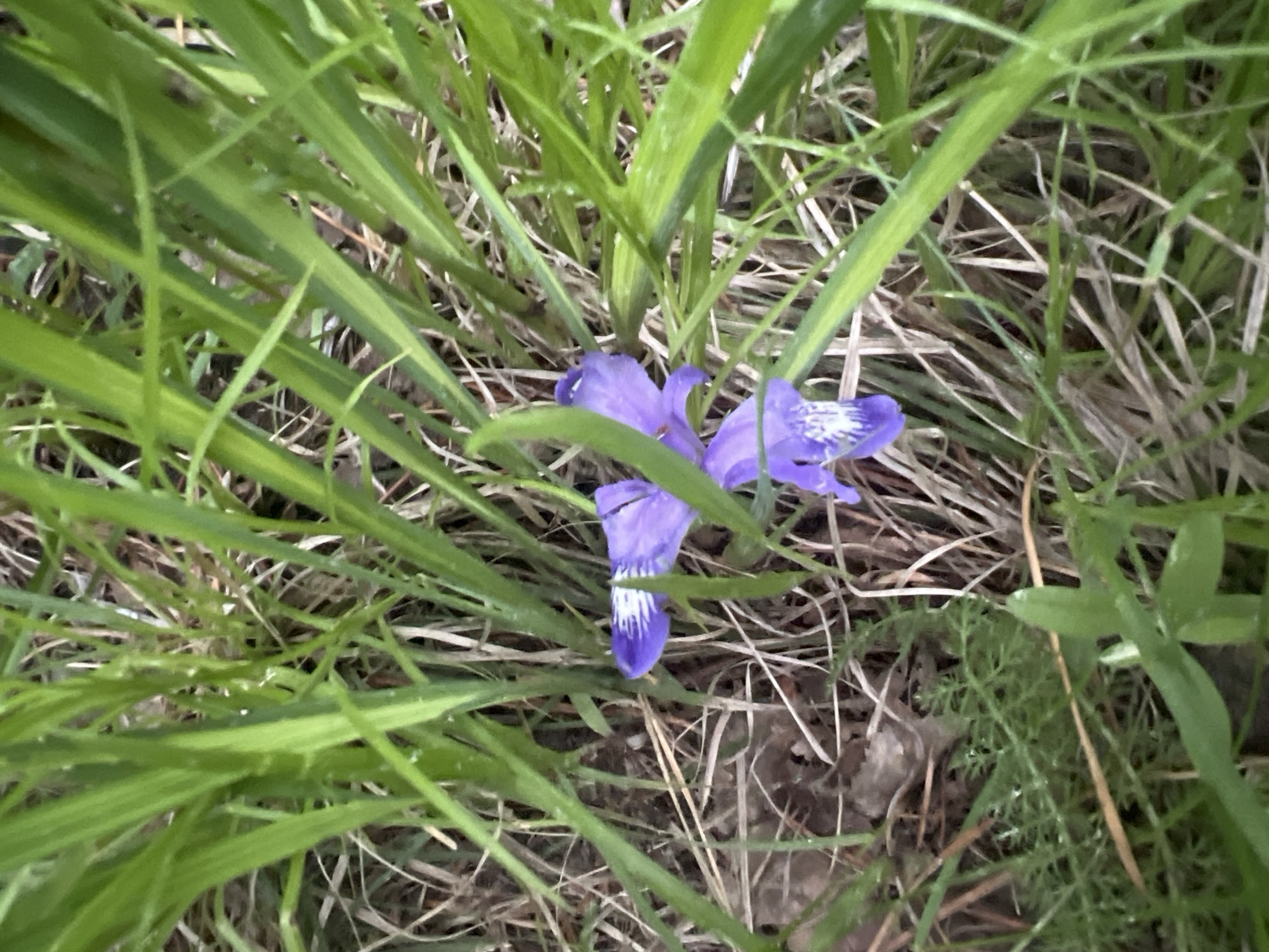 A close-up, high-angle shot captures a patch of ground covered in green grass and dry foliage. In the center, a cluster of three delicate purple iris flowers with white markings on their petals is nestled amongst the vegetation. The flowers are in various stages of bloom, with some petals unfurled and others partially closed. The surrounding grass is tall and vibrant green, with some blades appearing wet, suggesting recent rain or dew. The dry foliage consists of fallen leaves and thin, light-brown grass stalks, creating a textural contrast with the lush green grass. The scene appears natural and undisturbed, suggesting an outdoor setting in a park or meadow. There is no indication of human presence or activity in the image, and no specific landmarks can be identified to pinpoint a location within the city of Patrony, Russia.