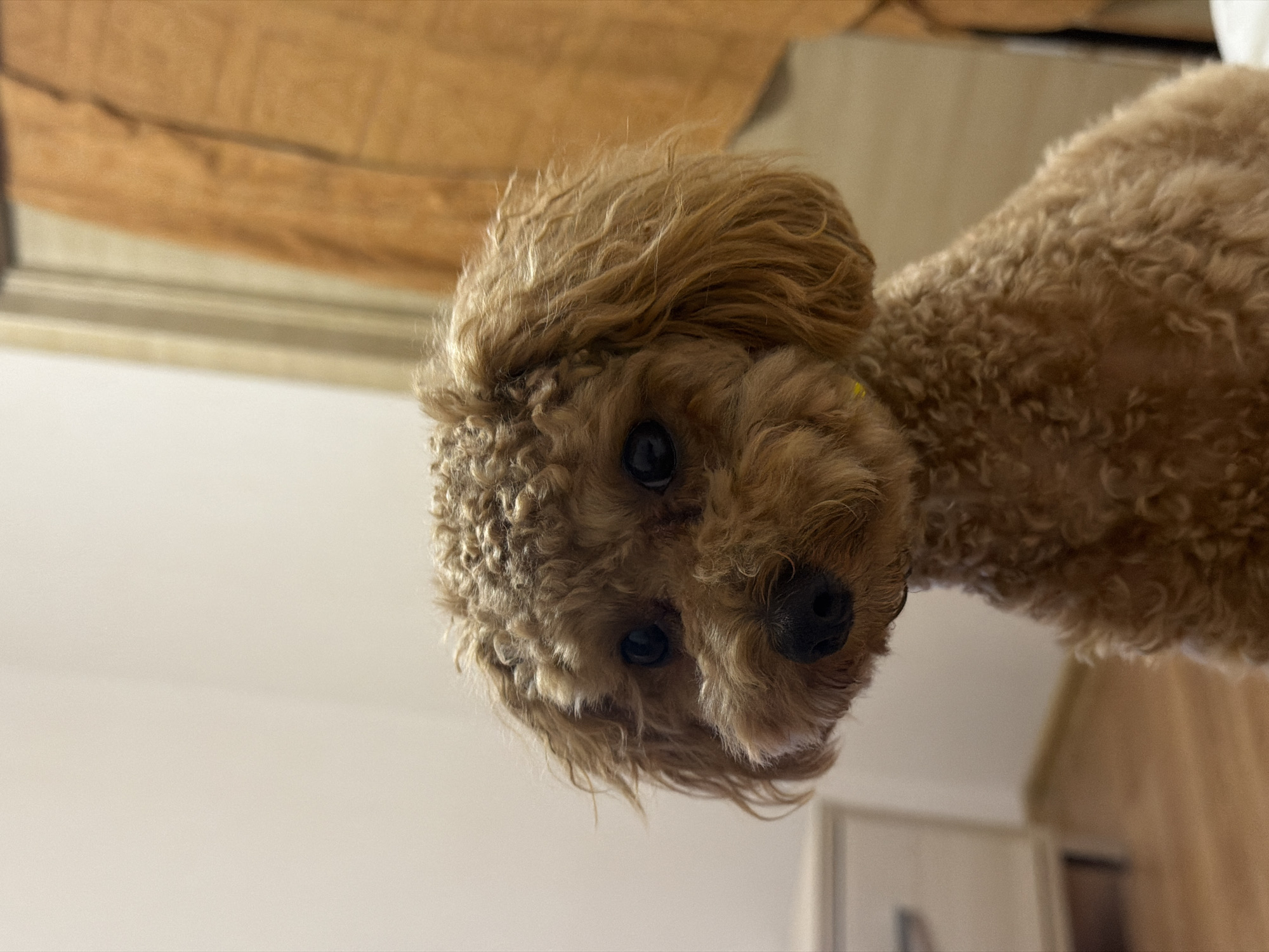 A close-up, eye-level shot features a medium-brown poodle with curly fur, looking directly at the camera. The dog's head and upper body are the primary focus, with its eyes dark and attentive, and its snout a darker brown. The background is blurred, with a light-colored wall on the left and a vertically hanging orange fabric on the right, suggesting an indoor setting. A hint of a white dresser can be seen to the left of the dog. The flooring appears to be wood. The image was taken inside a residential apartment in Kyiv, Ukraine.