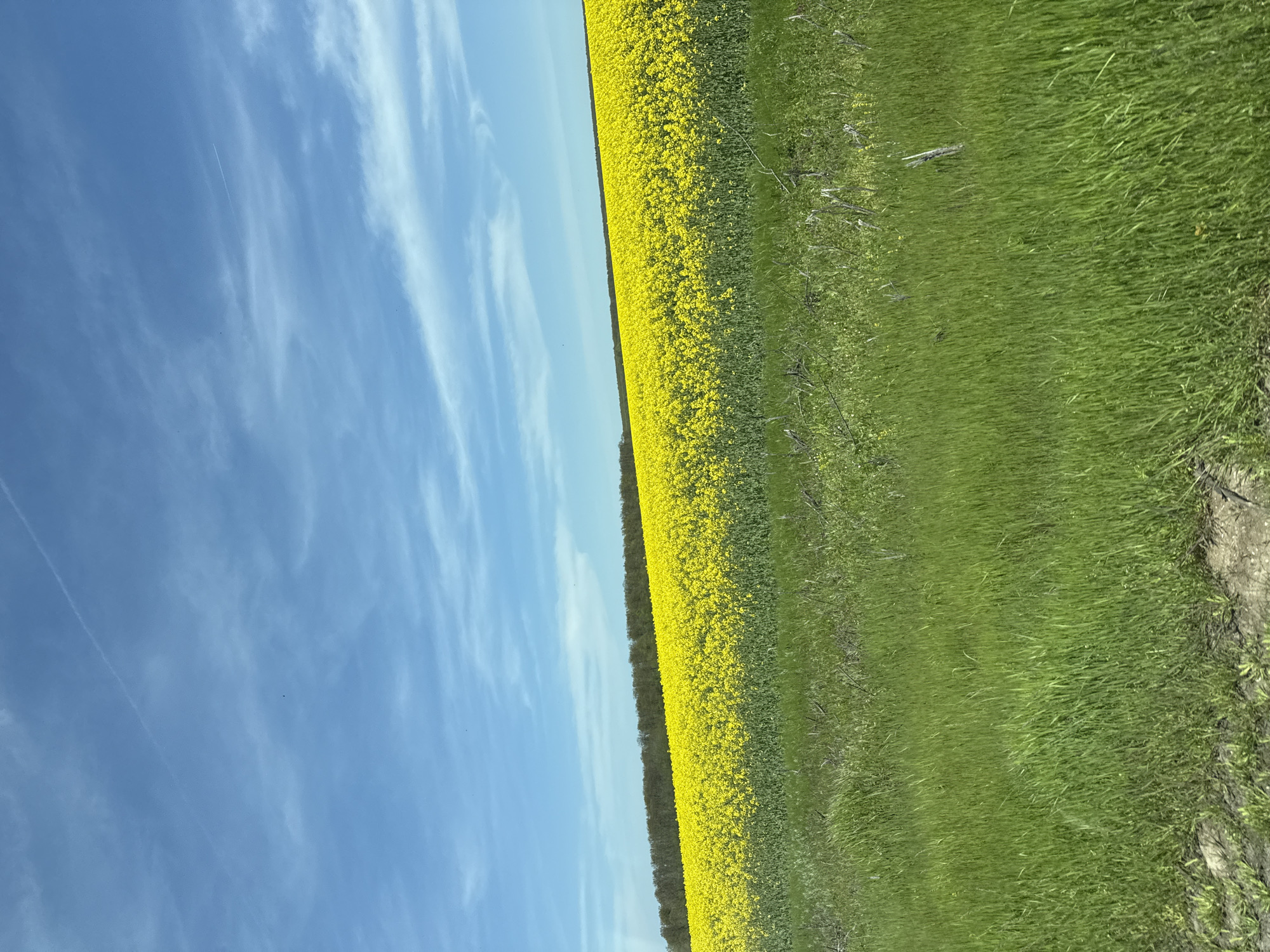 The image shows a landscape view, likely taken in a rural area. The sky is blue with some streaks of white clouds, possibly cirrus. A field of bright yellow flowers, possibly rapeseed or canola, runs along the horizon. Adjacent to the yellow field is a field of green grass. The image is slightly tilted. The city of Izvorsko, Bulgaria, is not definitively identifiable from the image. There are no people, actions or interactions are visible.